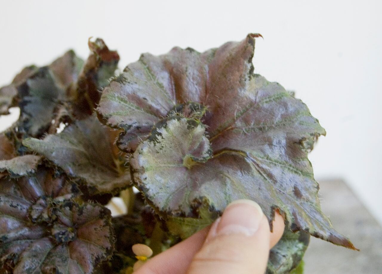 根茎ベゴニア ピンクスパイダー Neo Green