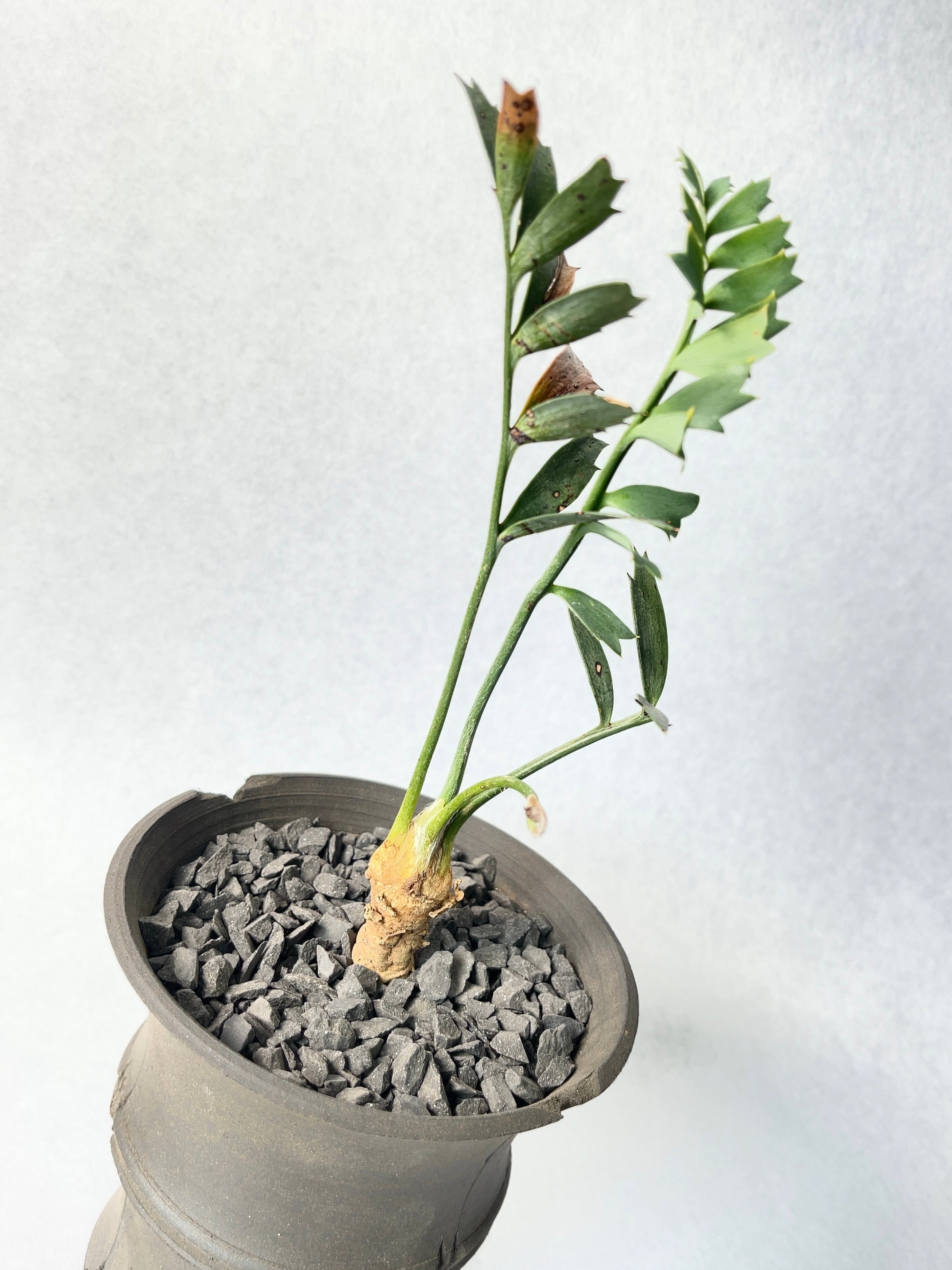 サンセベリア ロリダ ホワイトバエリゲイテット