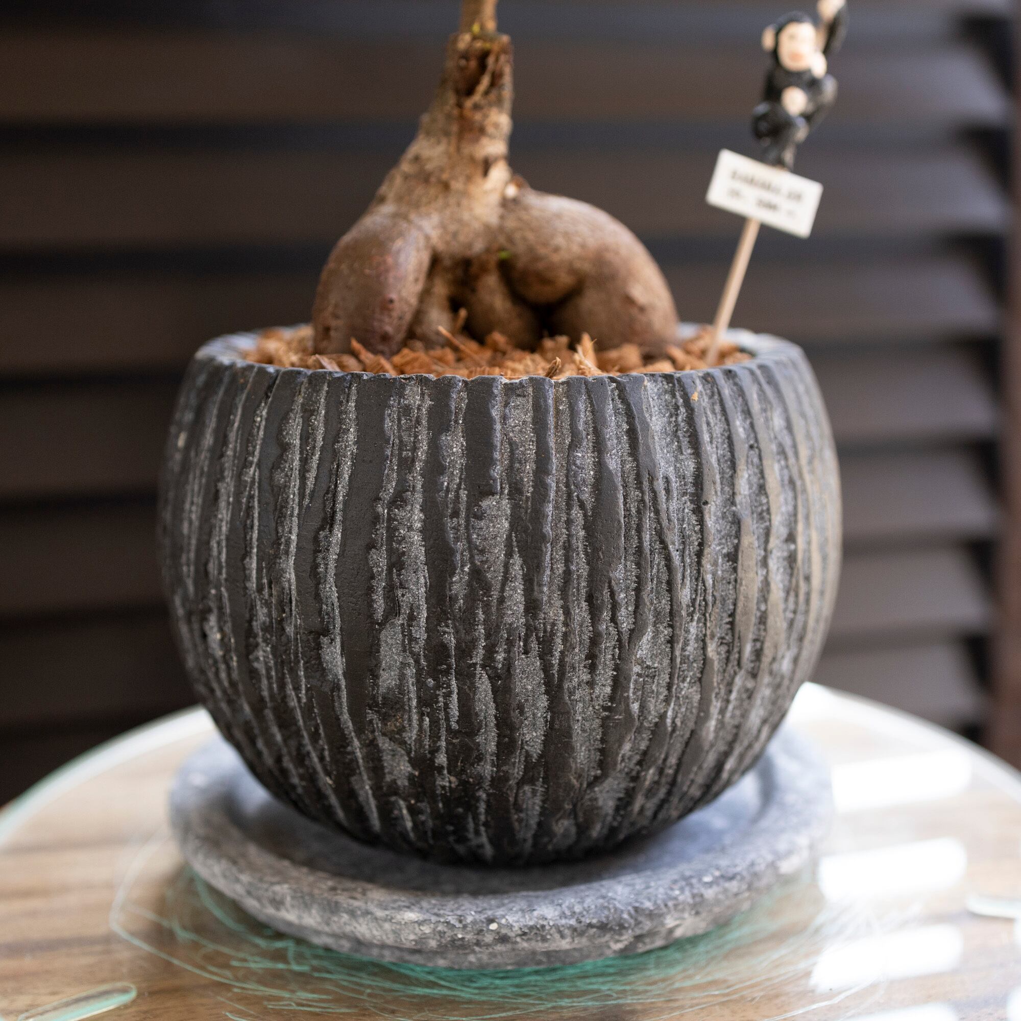運気UP ガジュマルの木 5号 陶器鉢 ピック付 観葉植物 ガジュマル 多幸