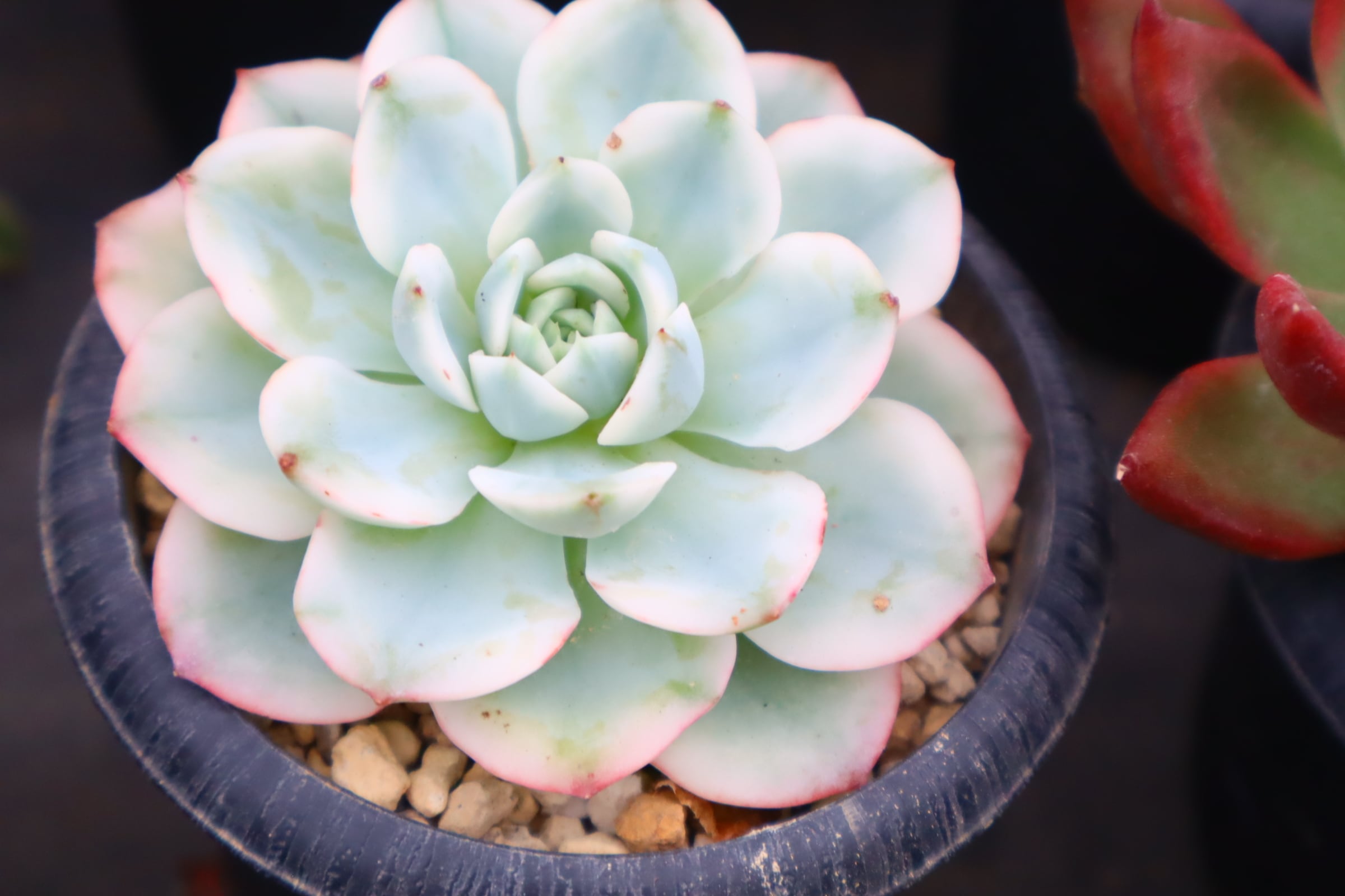 778.アエオニウム・LoveGod | 二代目大和高原の多肉屋