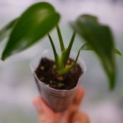 モンステラ バールマルクスフレーム / Monstera 'Burle Marx's Flame④