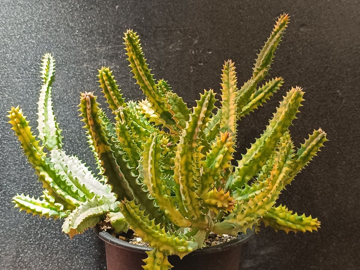 Huernia zebrina variegata フェルニア ゼブリナ錦 | サボテンと多肉