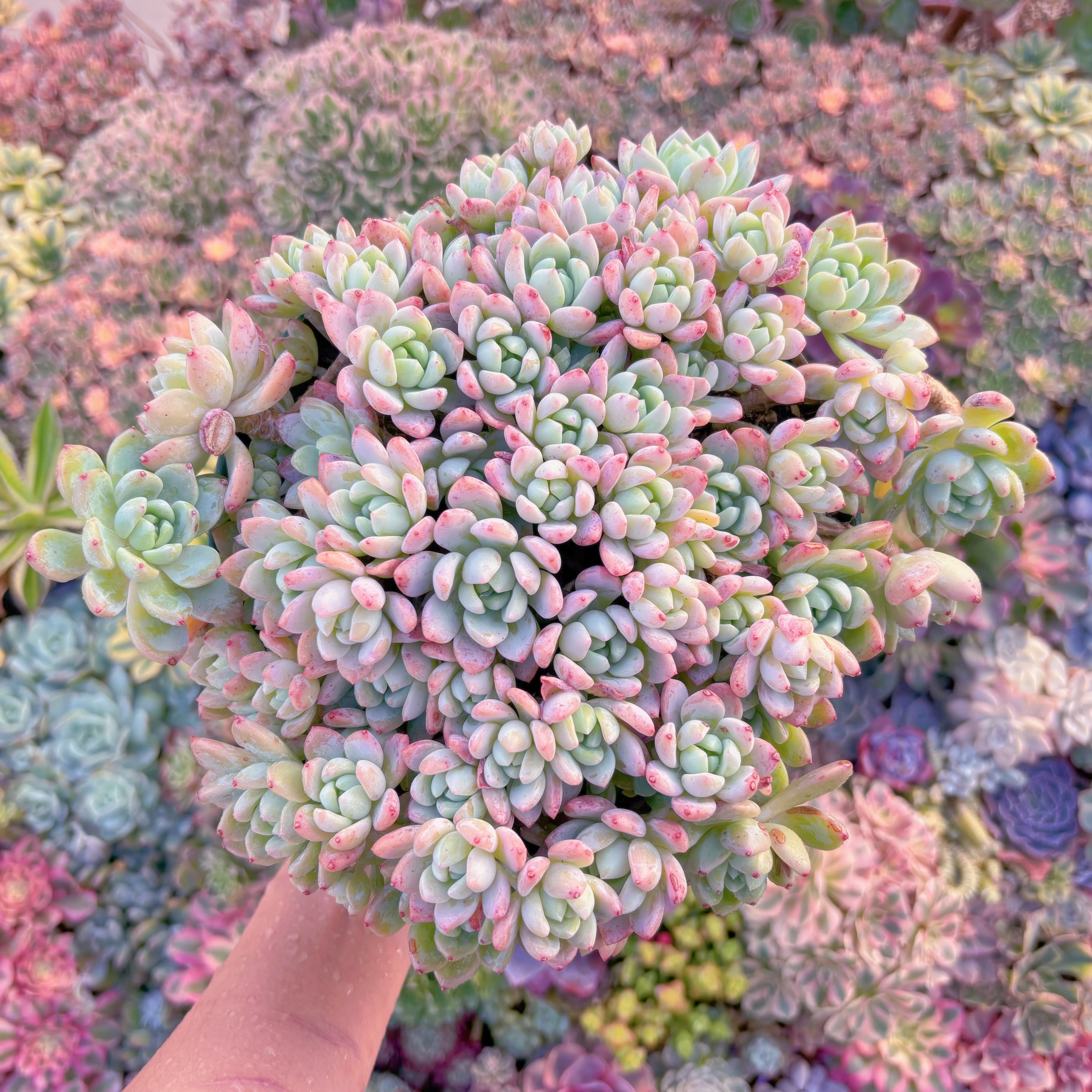 現品　プロリフェラxラウル#686　特大群生　るる農園