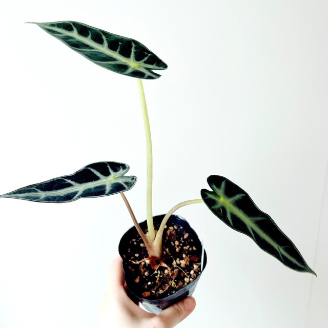 良株 アロカシア ジャクリン おしゃれ 希少 観葉植物 calm cafe