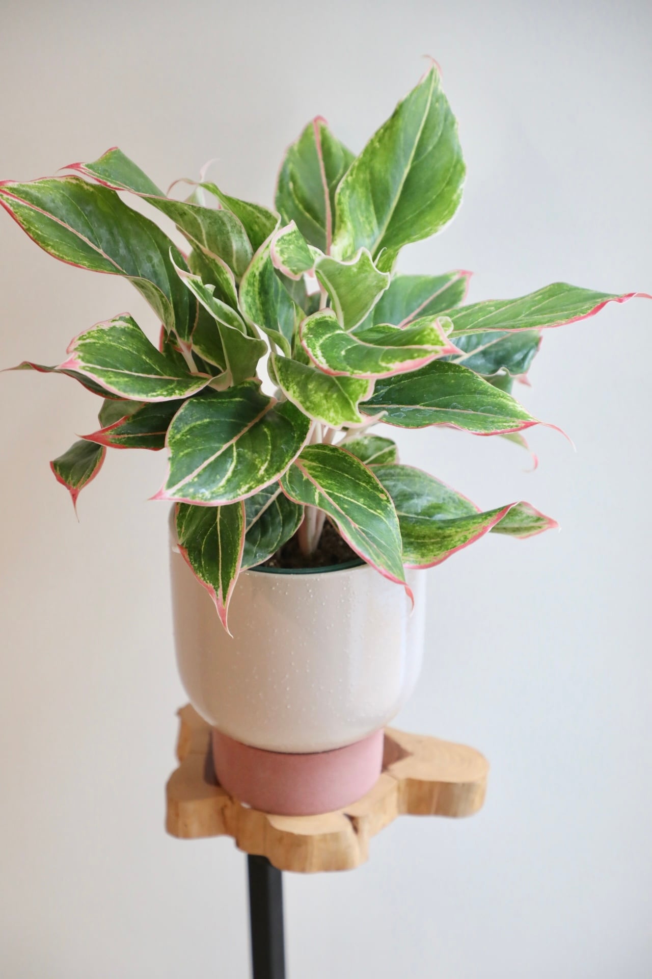 M】アグラオネマ ピンクサイアム/Aglaonema Pink Siam ※陶器鉢付き