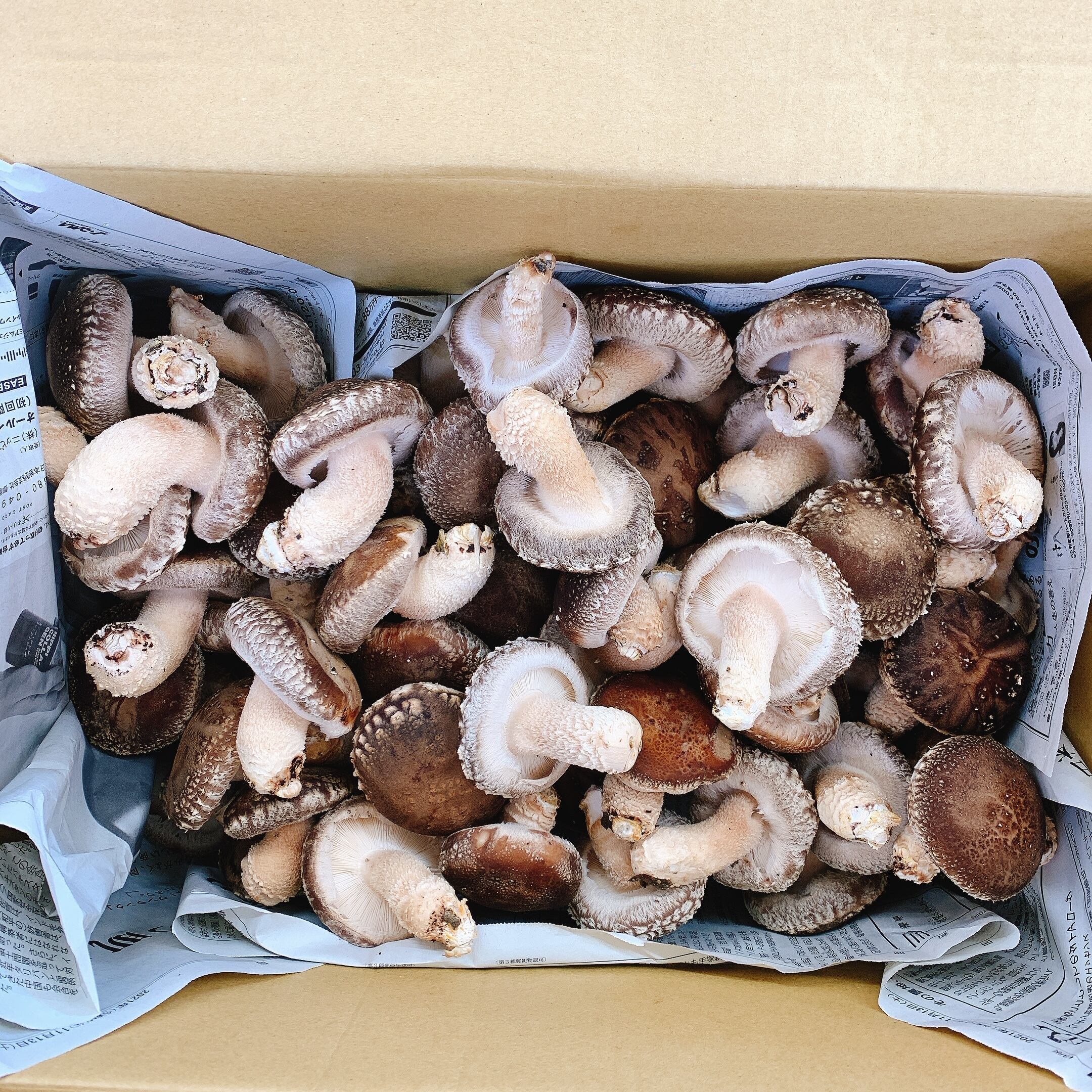 数重視 1キロ 原木生シイタケ M 形不揃い サイズ Nukuien