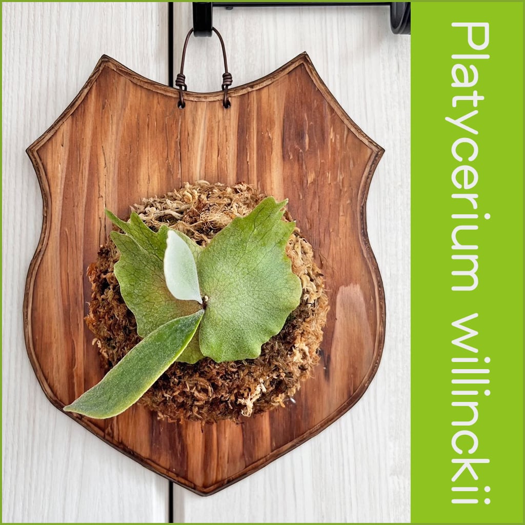 ビカクシダ ウィリンキー 板付 【公式通販】