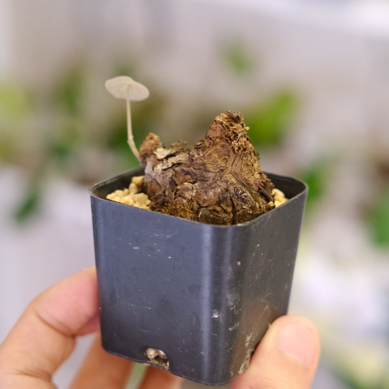 Stephania kaweesakii / ステファニア カウィーサキー㊻/ 観葉植物