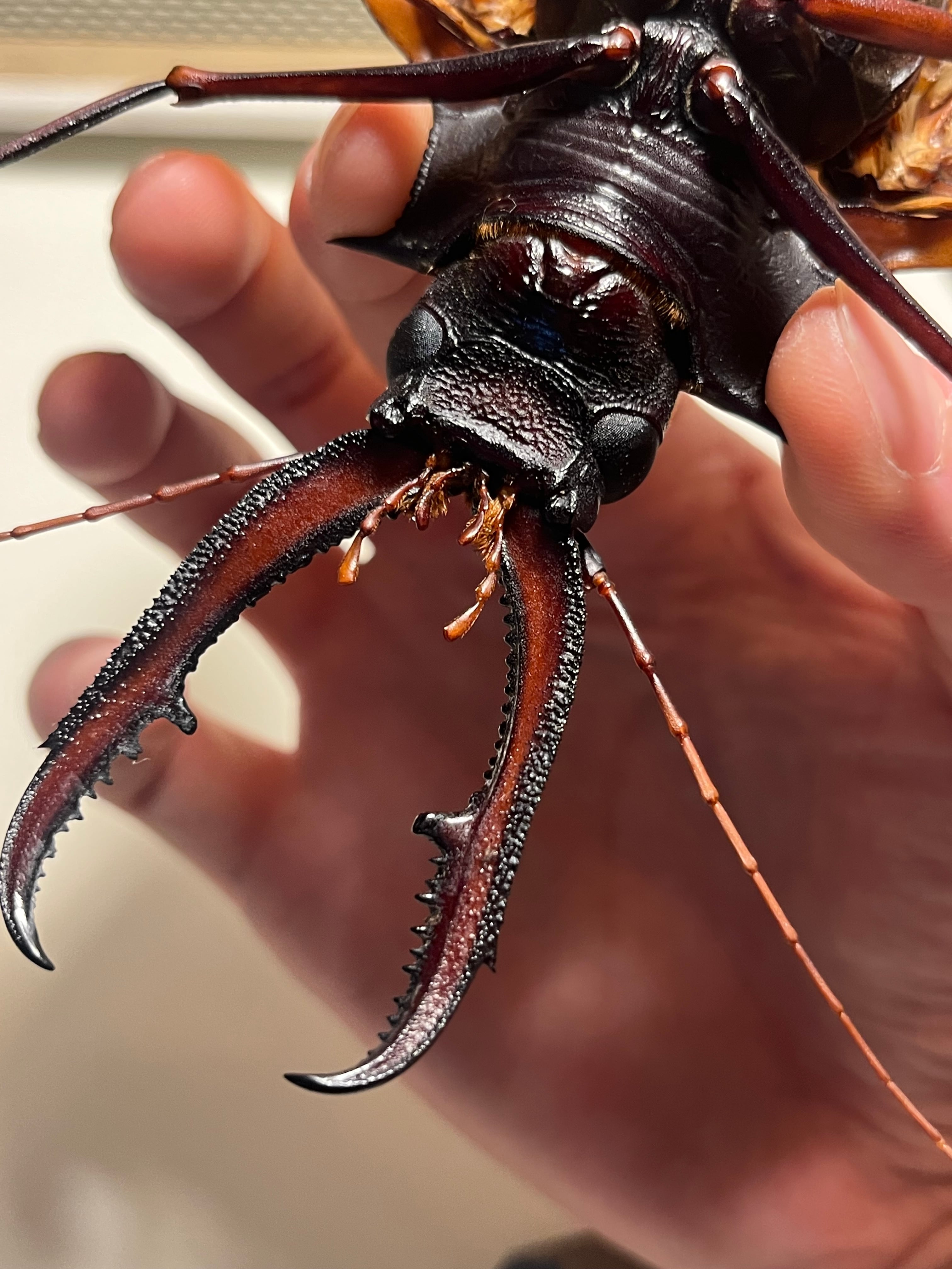 開翅155mm】オオキバウスバカミキリ 標本 Macrodontia cervicornis
