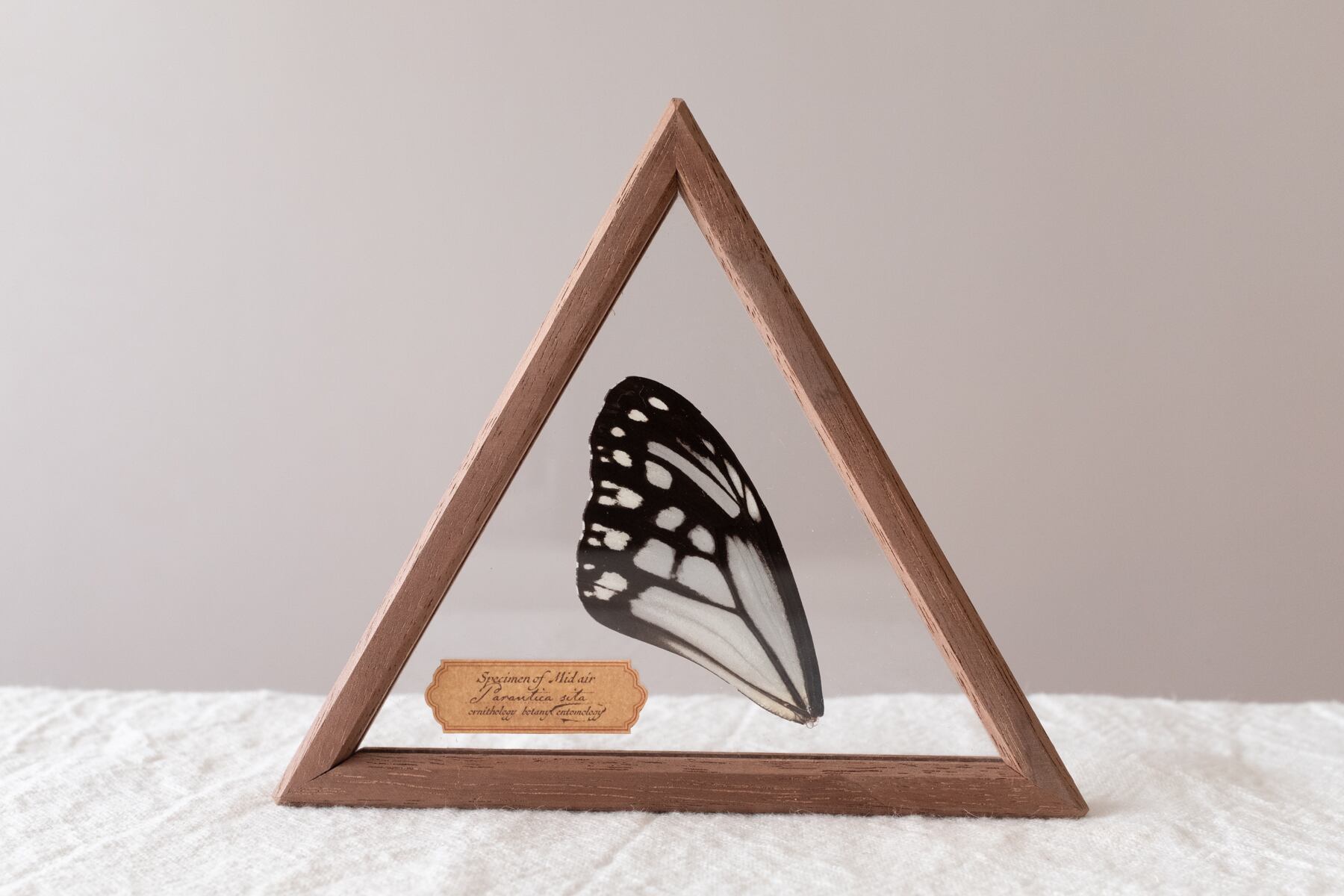 空中標本 大 -アサギマダラの翅 | ATELIER de MIOMORI｜アトリエ・ド