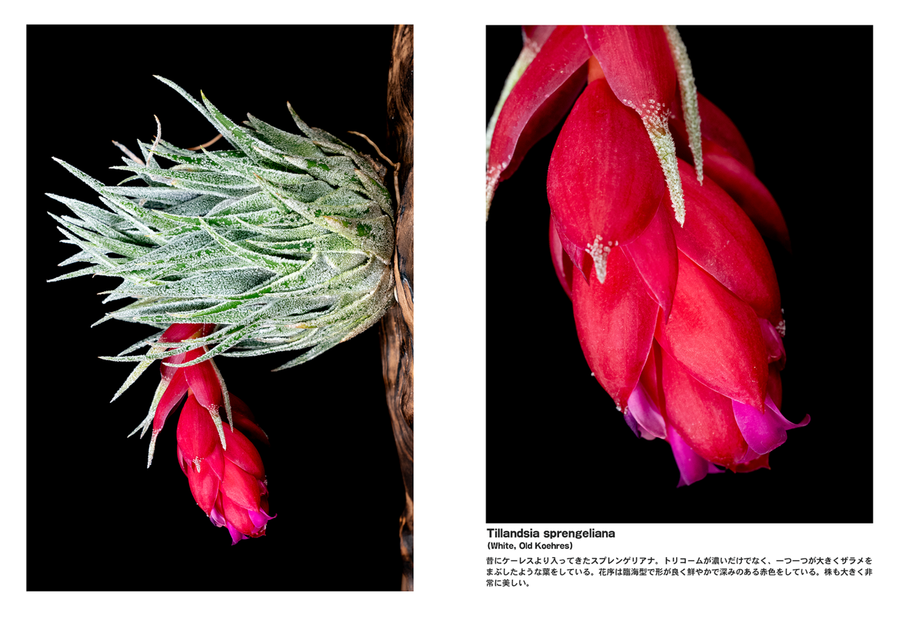 PINEAPPLES -BROMELIAD FLOWER PHOTO BOOK- Vol.5 - 2