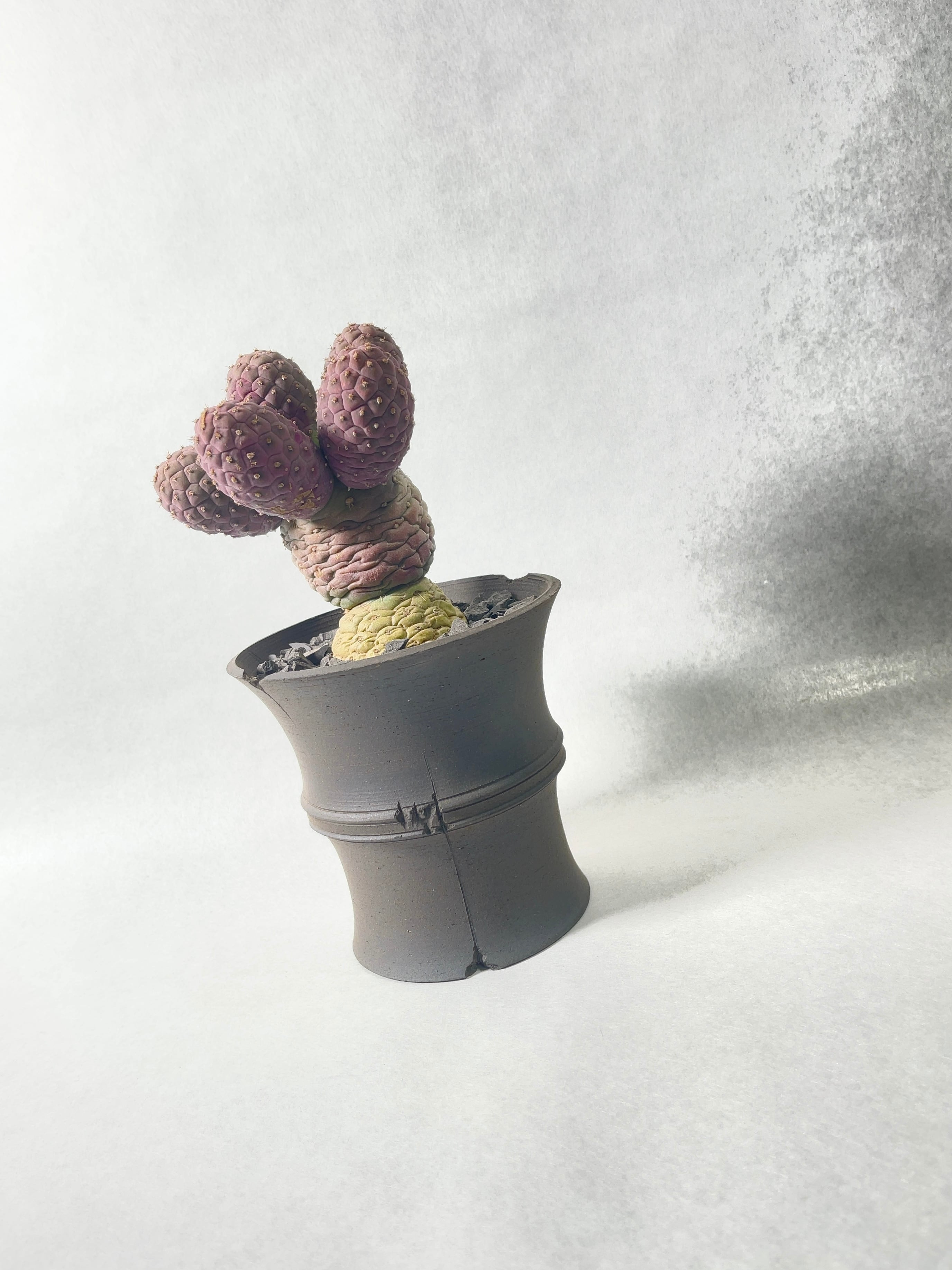 テフロカクタス・ゲオメトリクス | trigger