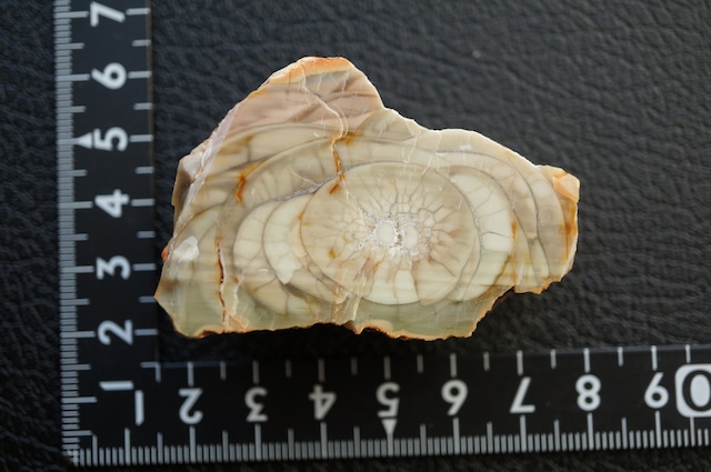 ロイヤルインペリアルジャスパー Royal Imperial Jasper 1964