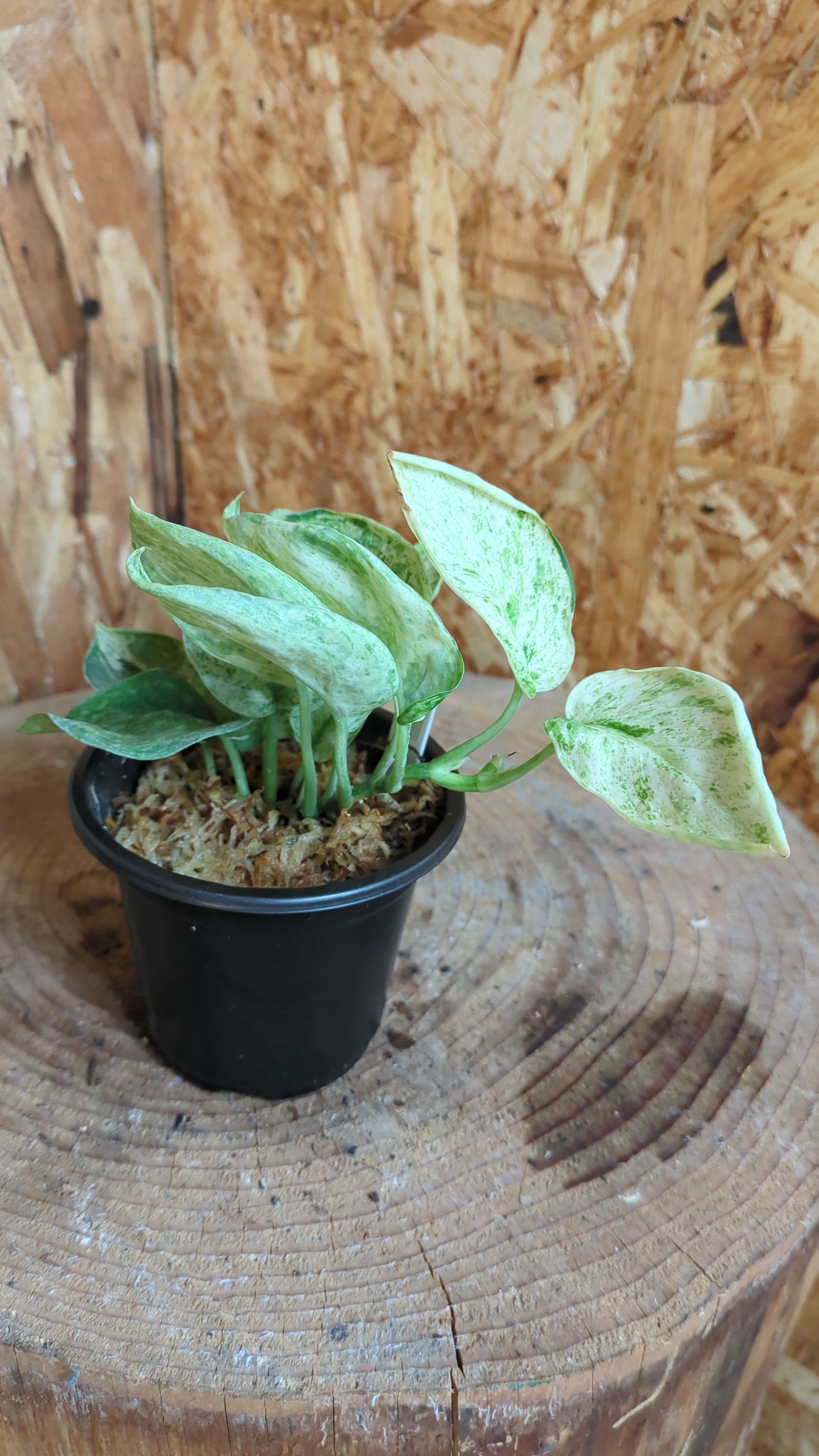 スキンダプサス マヤリ SCINDAPSUS MAYARI スキンダプサス マヤリ スキンダプサス マヤリ斑入りScindapsus