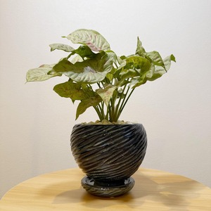 シンゴニウム・ミルクコンフェッティ