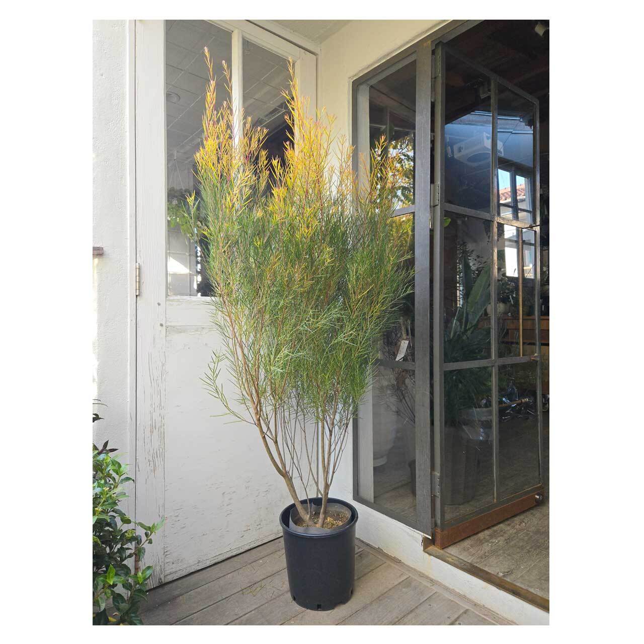 Acacia Phoenix Gold | Seeding