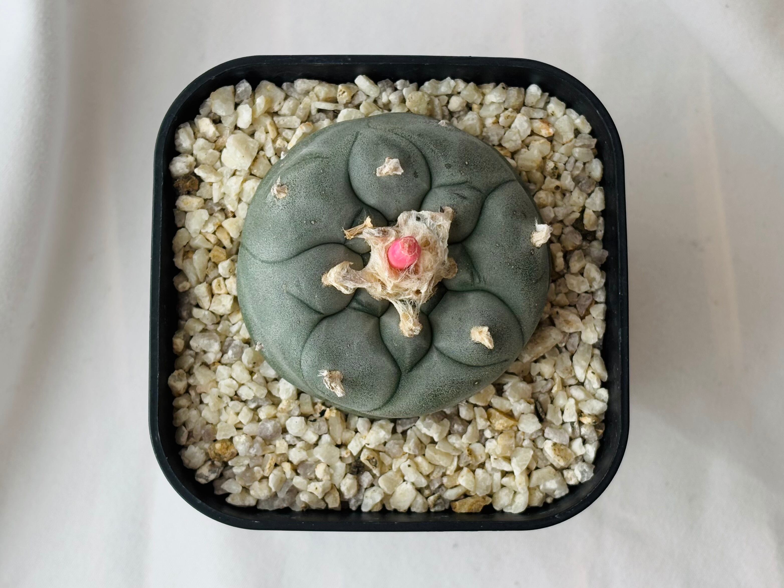 Lophophora williamsii ロフォフォラ 大型烏羽玉 サボテン Lophophora williamsii ロフォフォラ 大型烏羽玉 サボテン