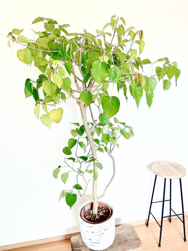 《希少》フィカス ランフィ 曲がり Lサイズ 観葉植物 calm cafe