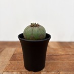 Euphorbia obesa ssp. symmetrica【ユーフォルビア・シンメトリカ】