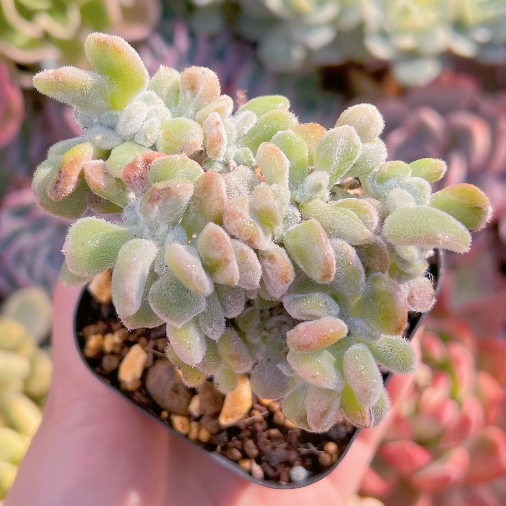 現品　雪錦星#329　るる農園