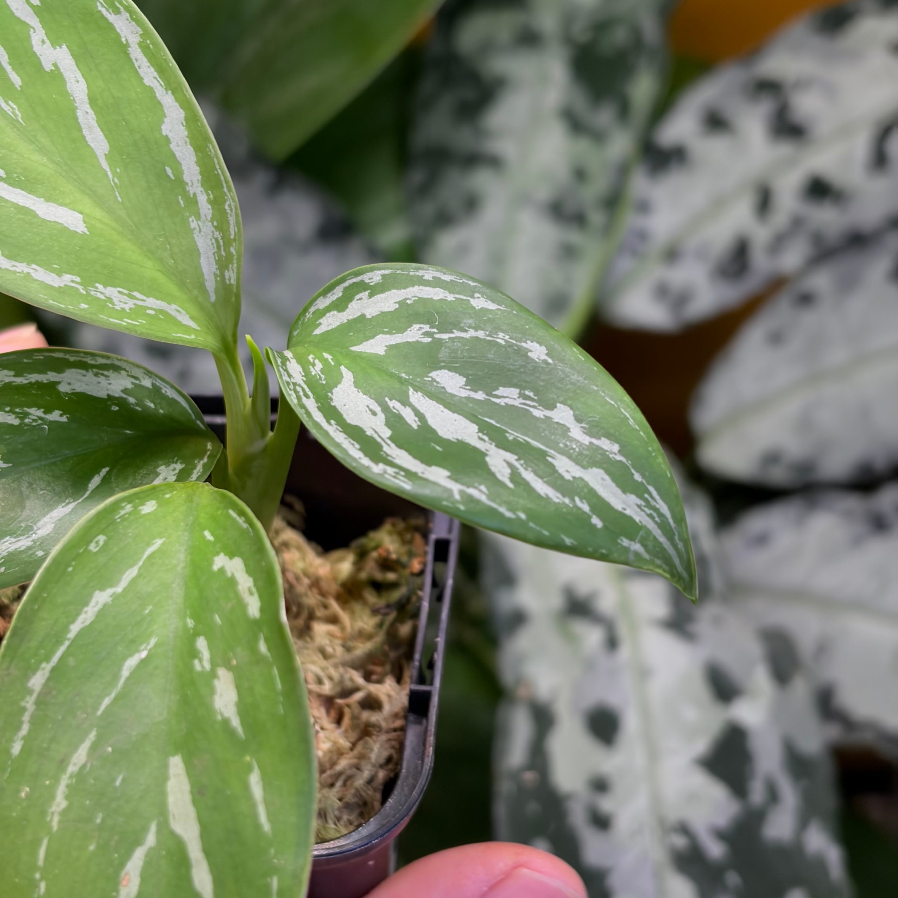 Aglaonema nitidum 