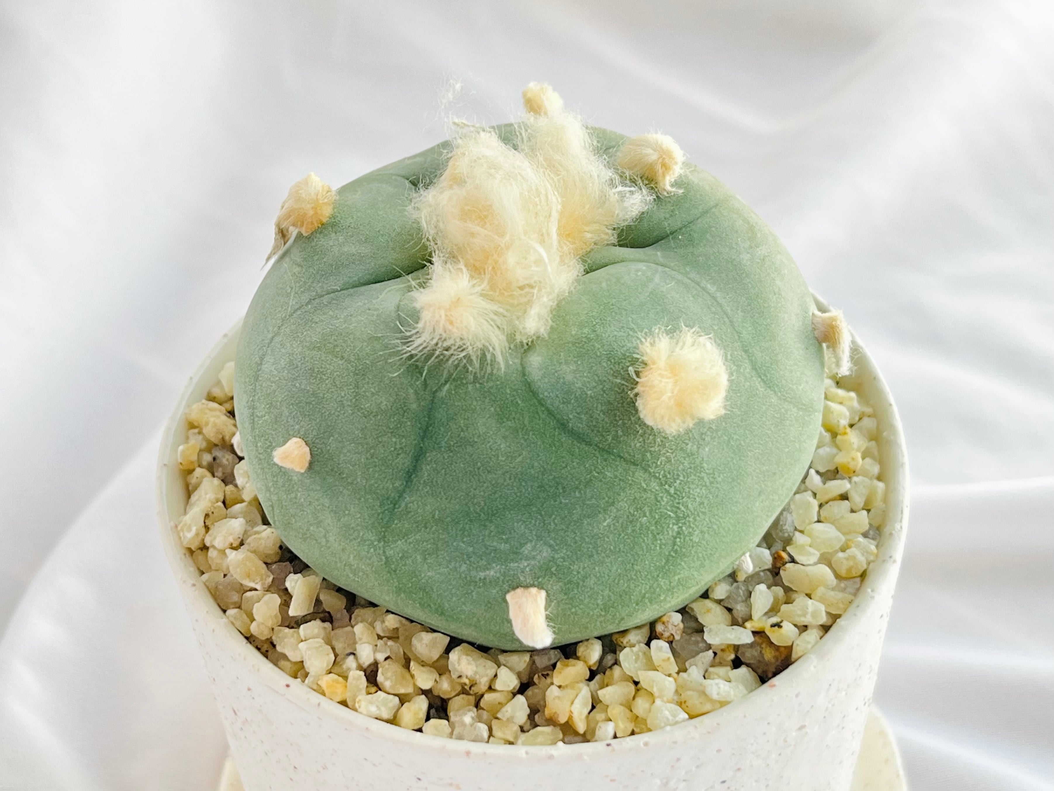 Lophophora diffusa ロフォフォラ 翆冠玉 多毛タイプ サボテン