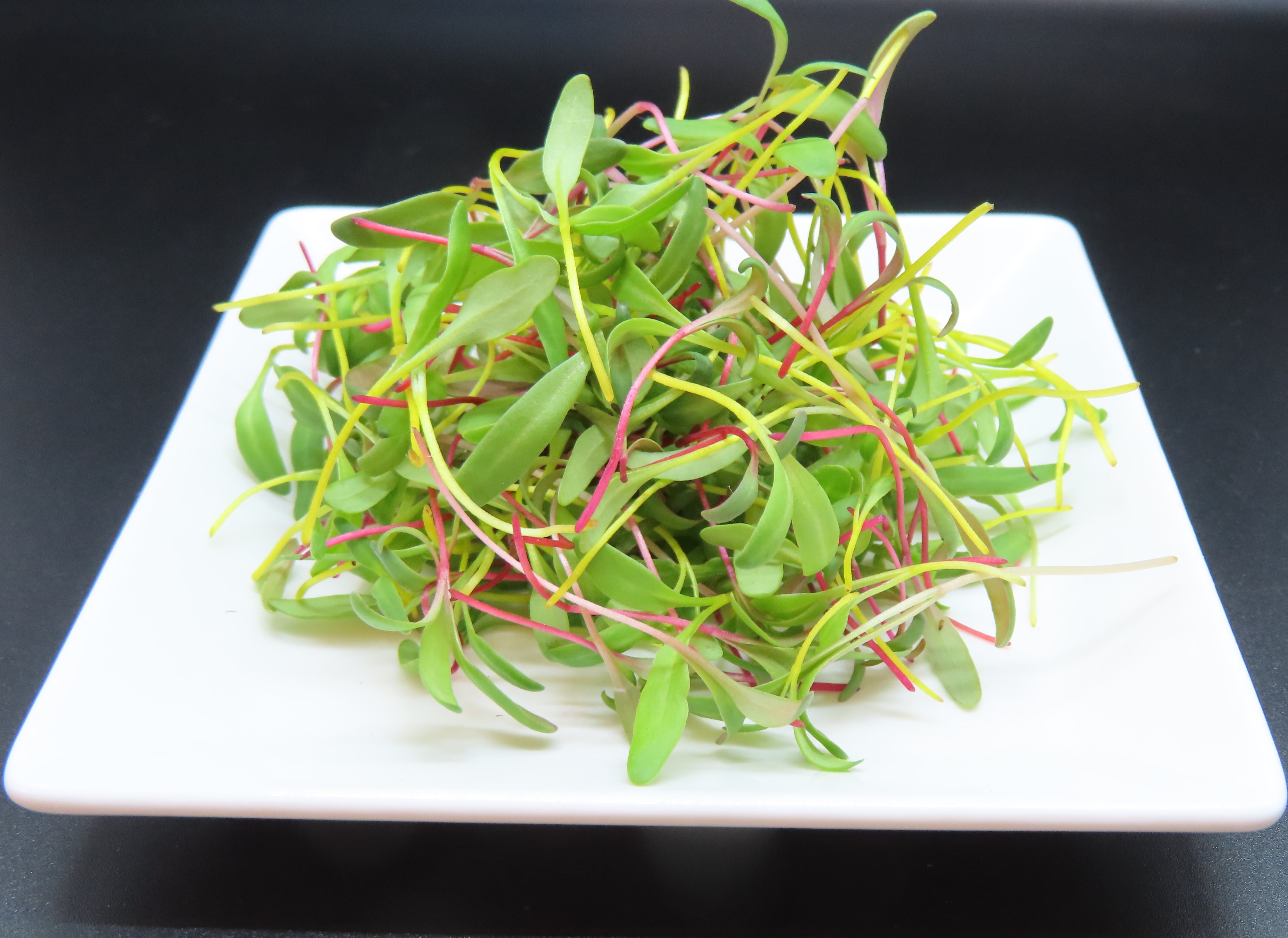 スイスチャード マイクログリーン 7g 彩りあざやかカラフル野菜 秋田県