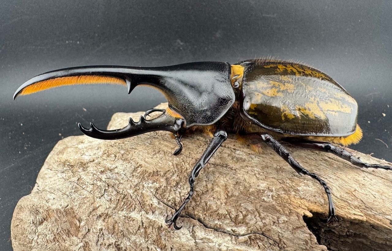 《 ヘラクレス・モリシマイ 煌血統アウトライン 117mm ♂単》inohiro109氏ブリード個体