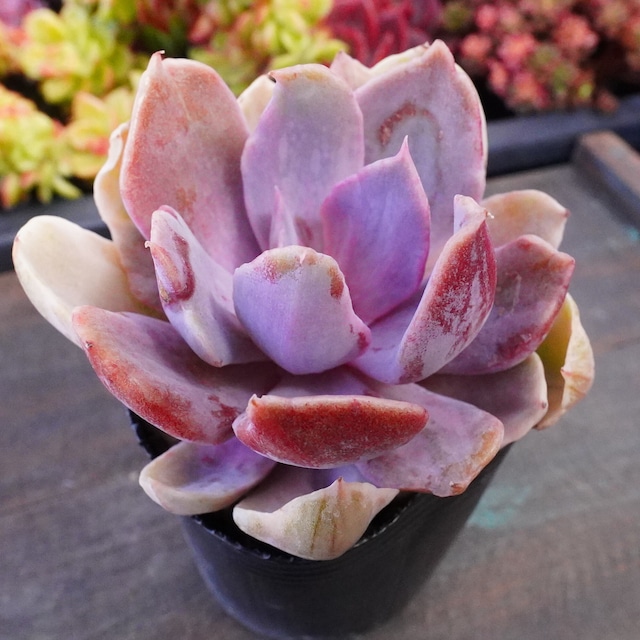 【パールフォンニュルンベルグ錦】　斑入り　エケベリア　韓国多肉