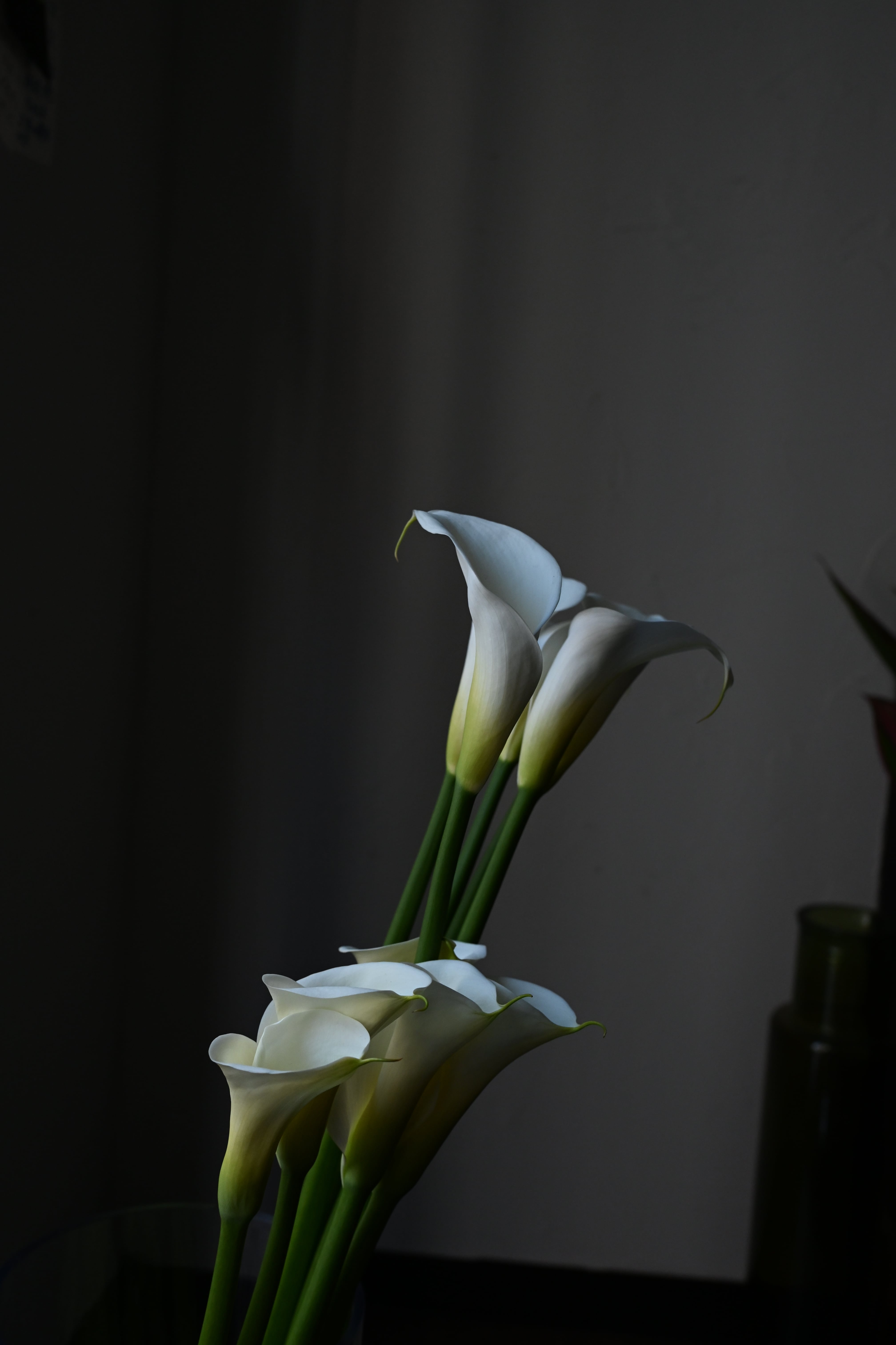 〈写真〉WORKSHOP #12｜2026.04.25 Sat. 開催 "レベル不問！季節の花と楽しむ写真レッスン"