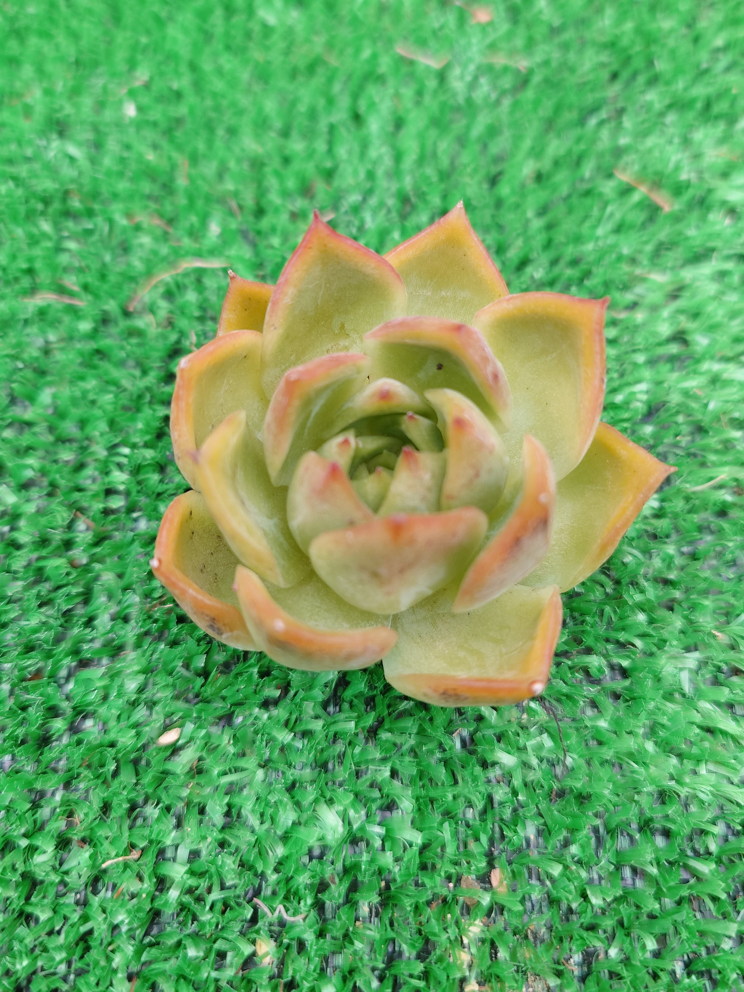 おまとめ！ 39SALE！多肉植物^o^ ルビードナ 【公式通販】