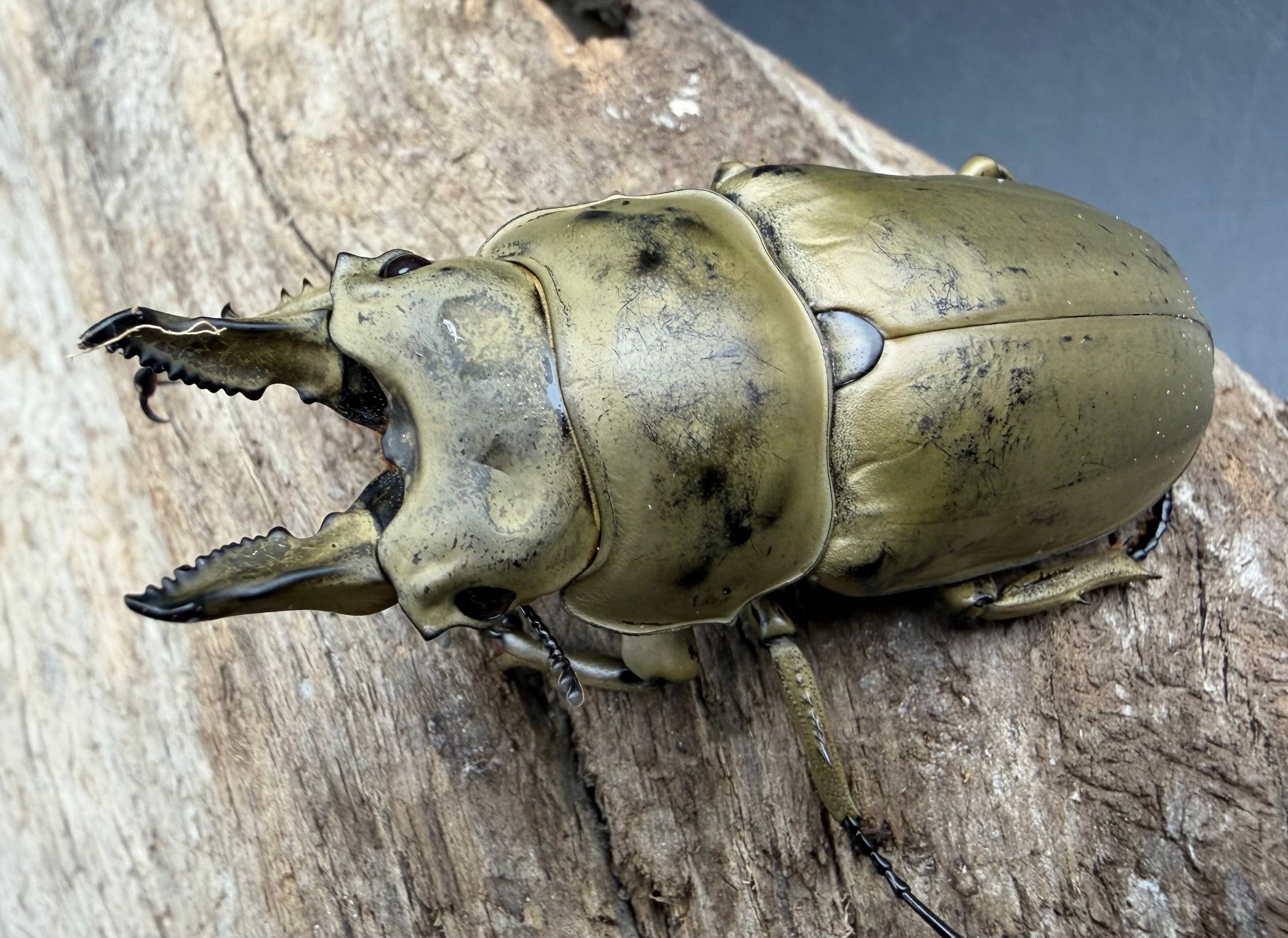 WD】《ニティドゥスマルバネクワガタ 45.5mm ペア》 | KPW公式