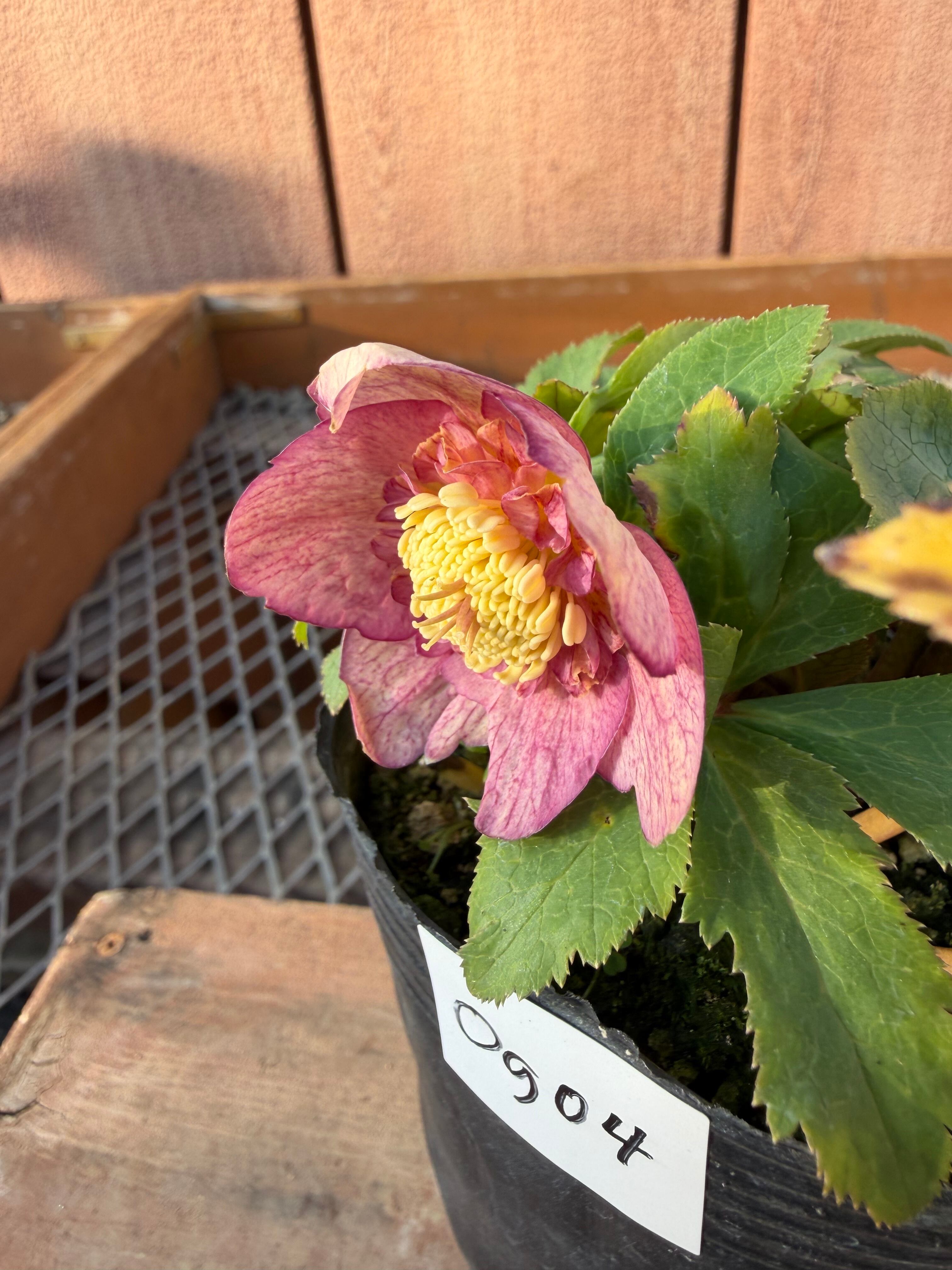 蜃気楼hyb.sd 大木ナーサリー クリスマスローズ【Og04】送料無料