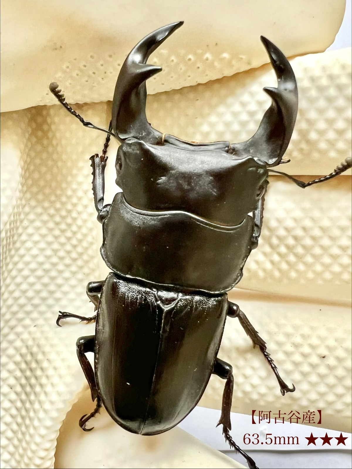 阿古谷産オオクワ♂63.5mm ★★★×♀49.1mmペア | Gonbuto Dorcus