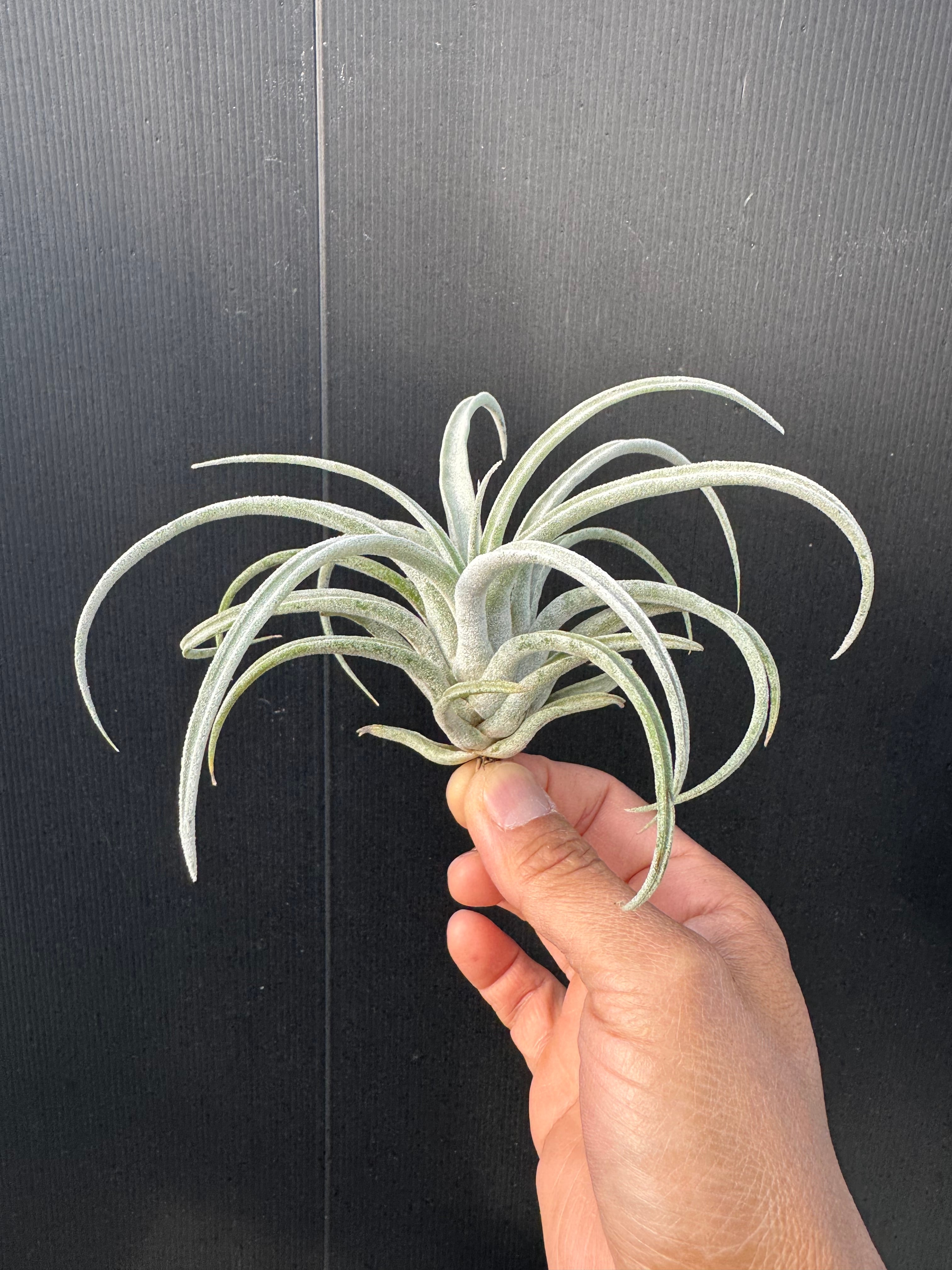 プロテア ニオべ | クルール プランツ couleur plants