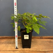 【クリアランスセール対象商品】ブルセラ ビカラー【904】【再撮影】【◇】