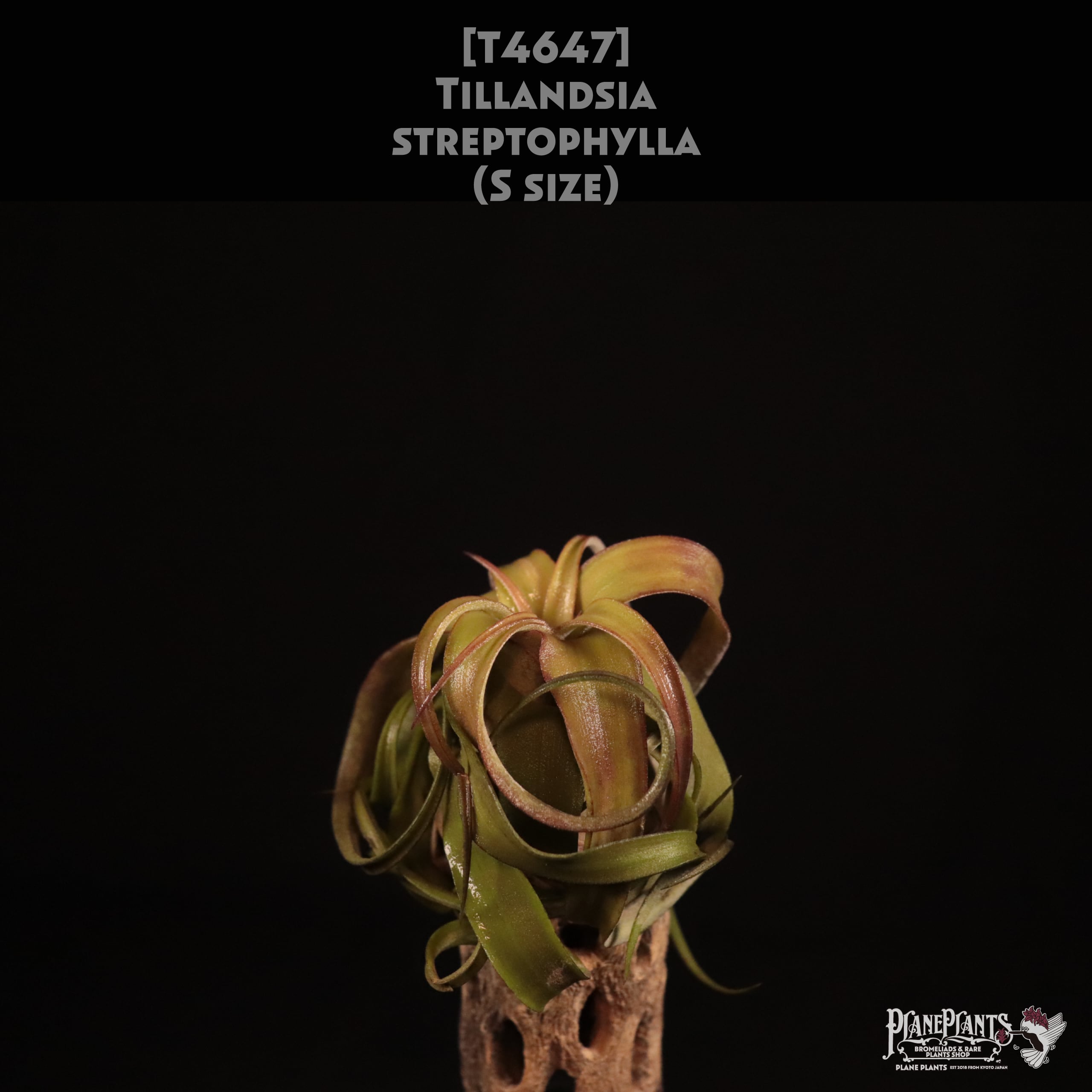 送料無料】streptophylla S〔エアプランツ〕現品発送T4647 送料無料】streptophylla S〔エアプランツ〕現品発送T4647