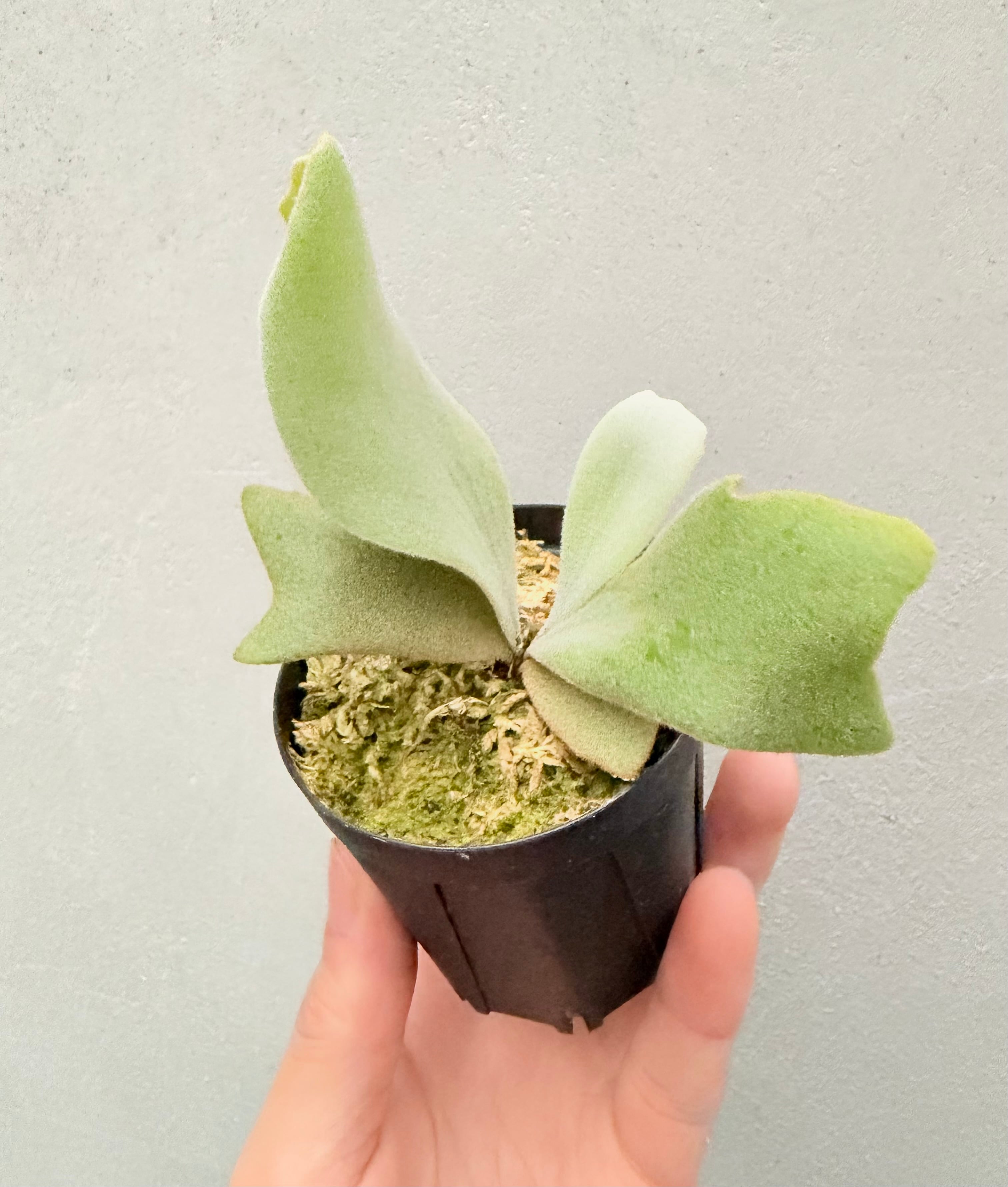 c) P. willinckii 'Bogie' x P. hillii 'Sattahip' ビカクシダ