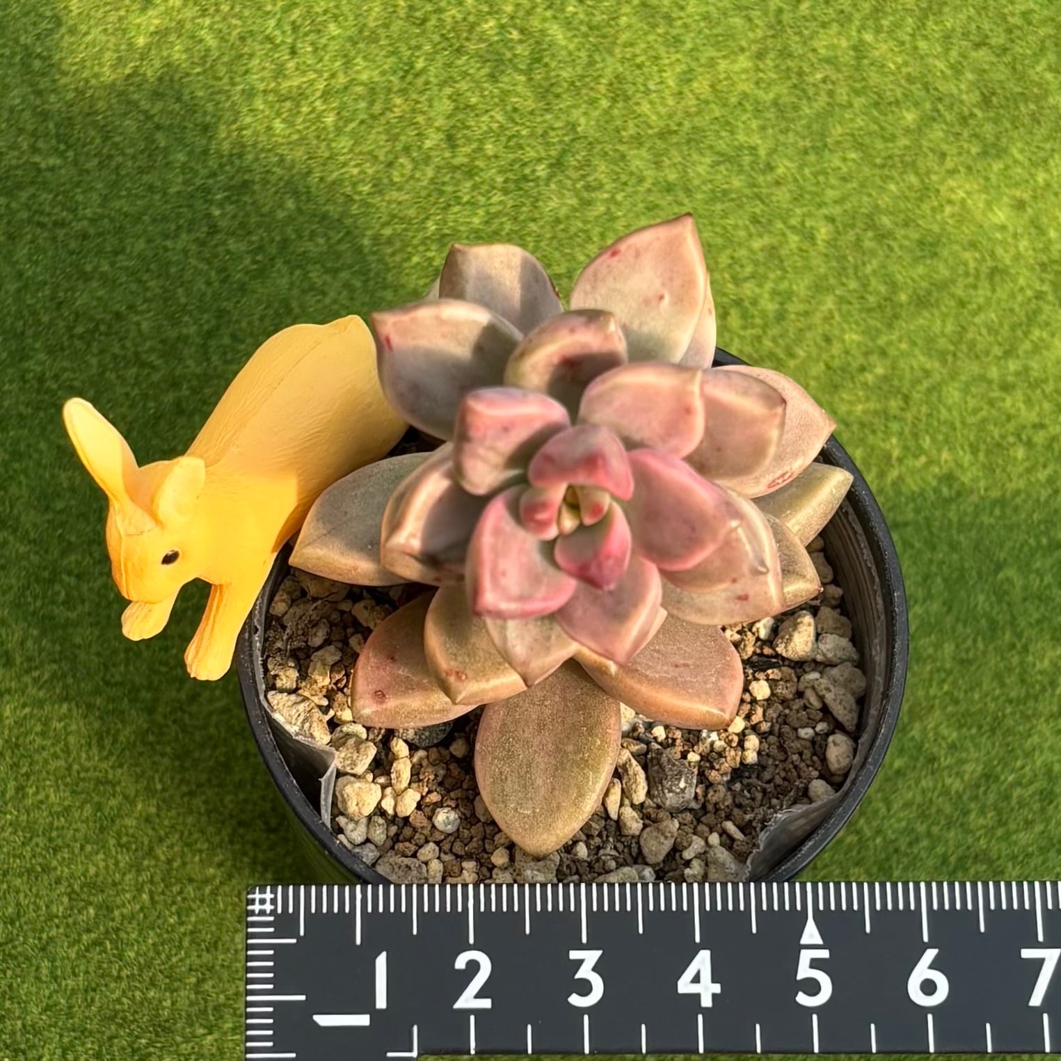 ピーチ姫（ブロンズ姫錦） | 多肉植物 豆彦商店