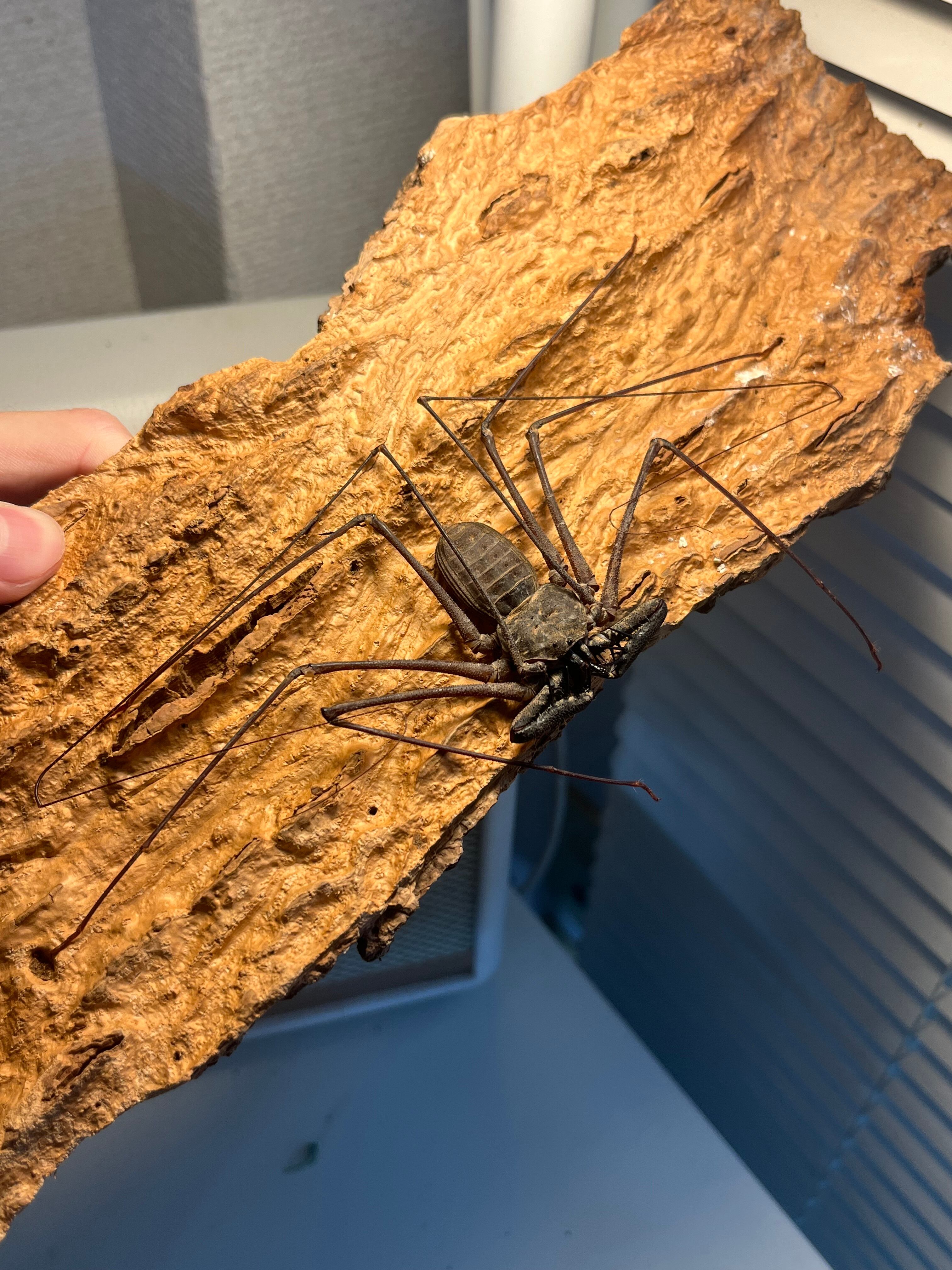 LAST南米腕虫】Heterophrynus elephasウデムシ ヒヨケムシ 三大奇蟲