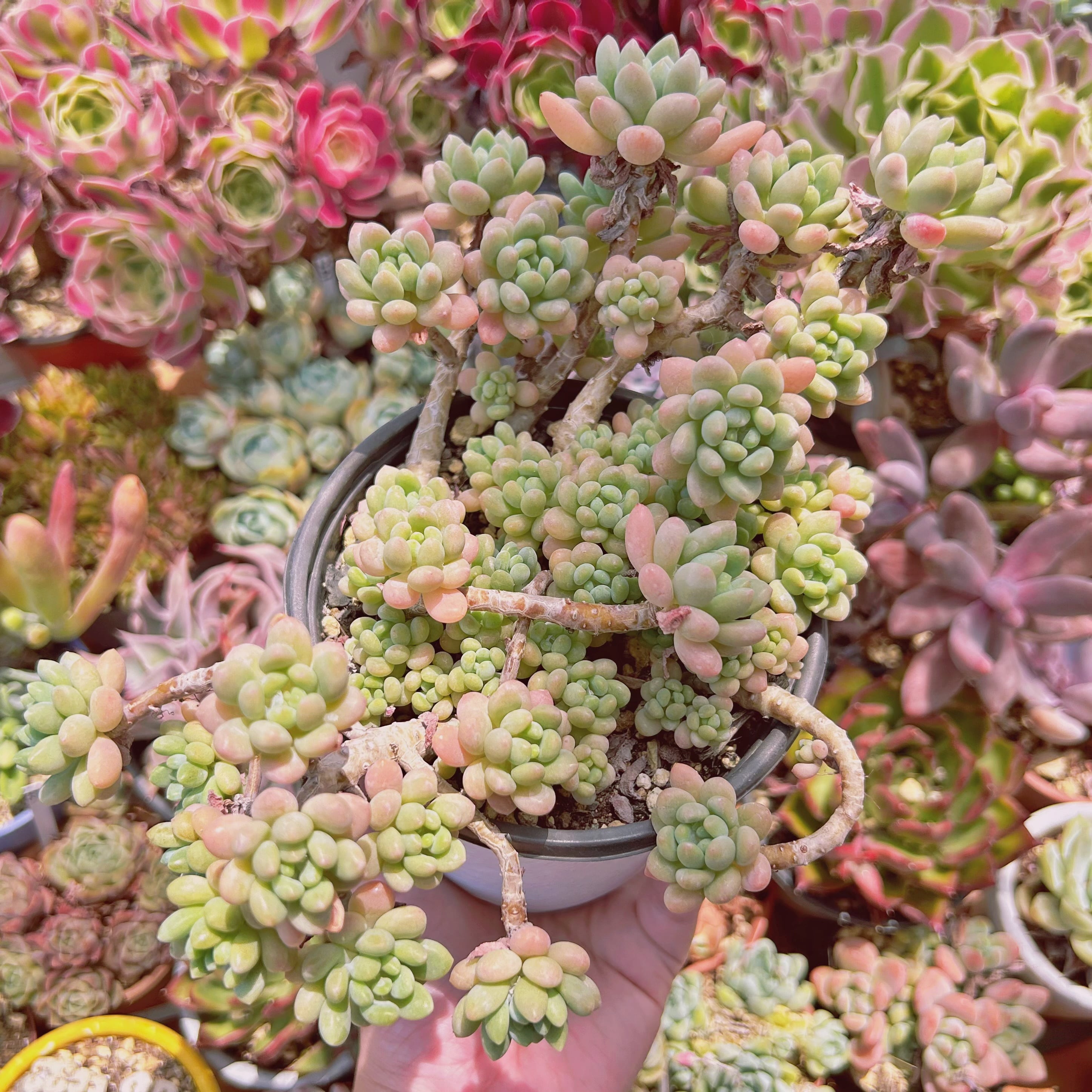 #093現物　多肉植物　古株　ロココ　特大