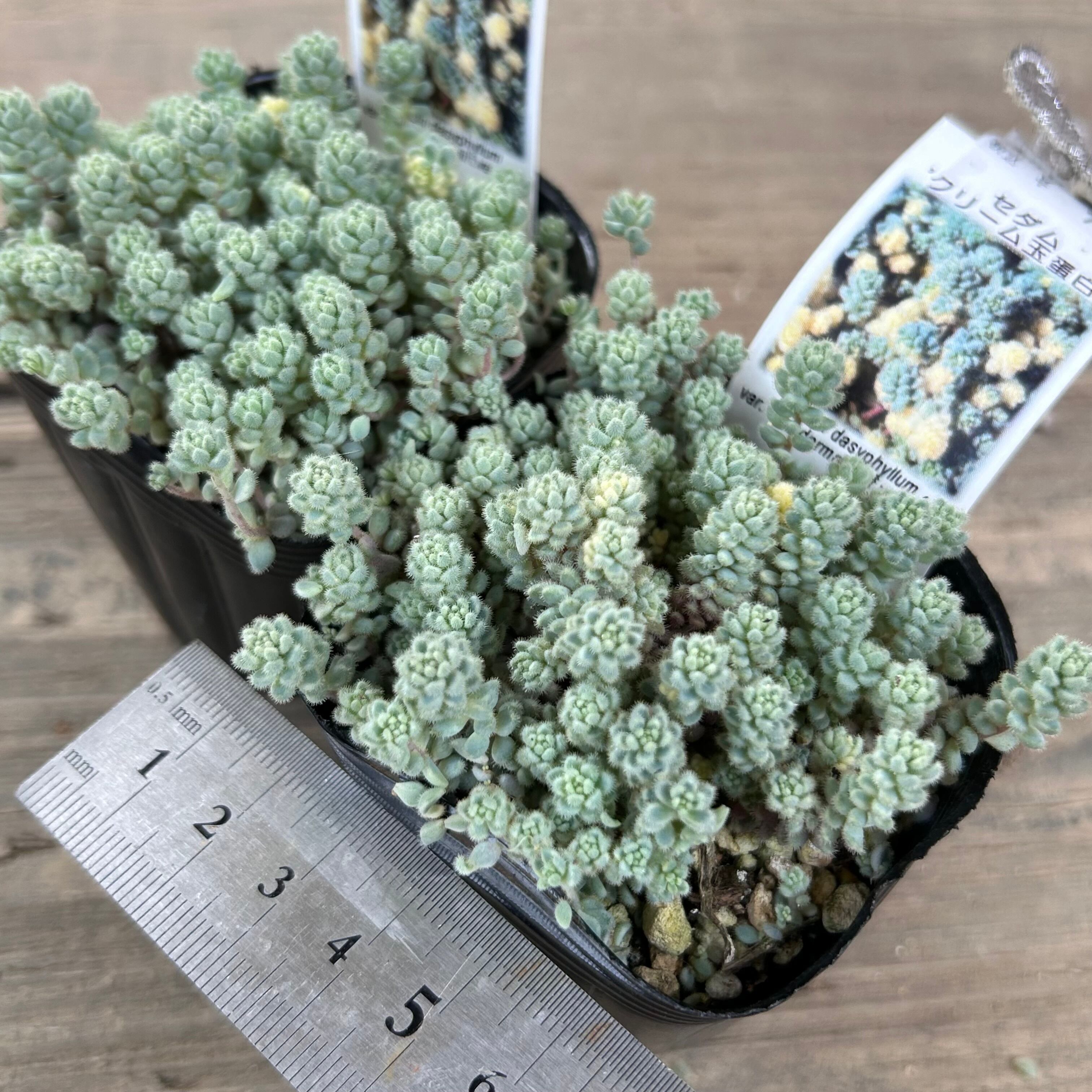 クリーム玉蛋白 | RuPo 多肉植物専門店