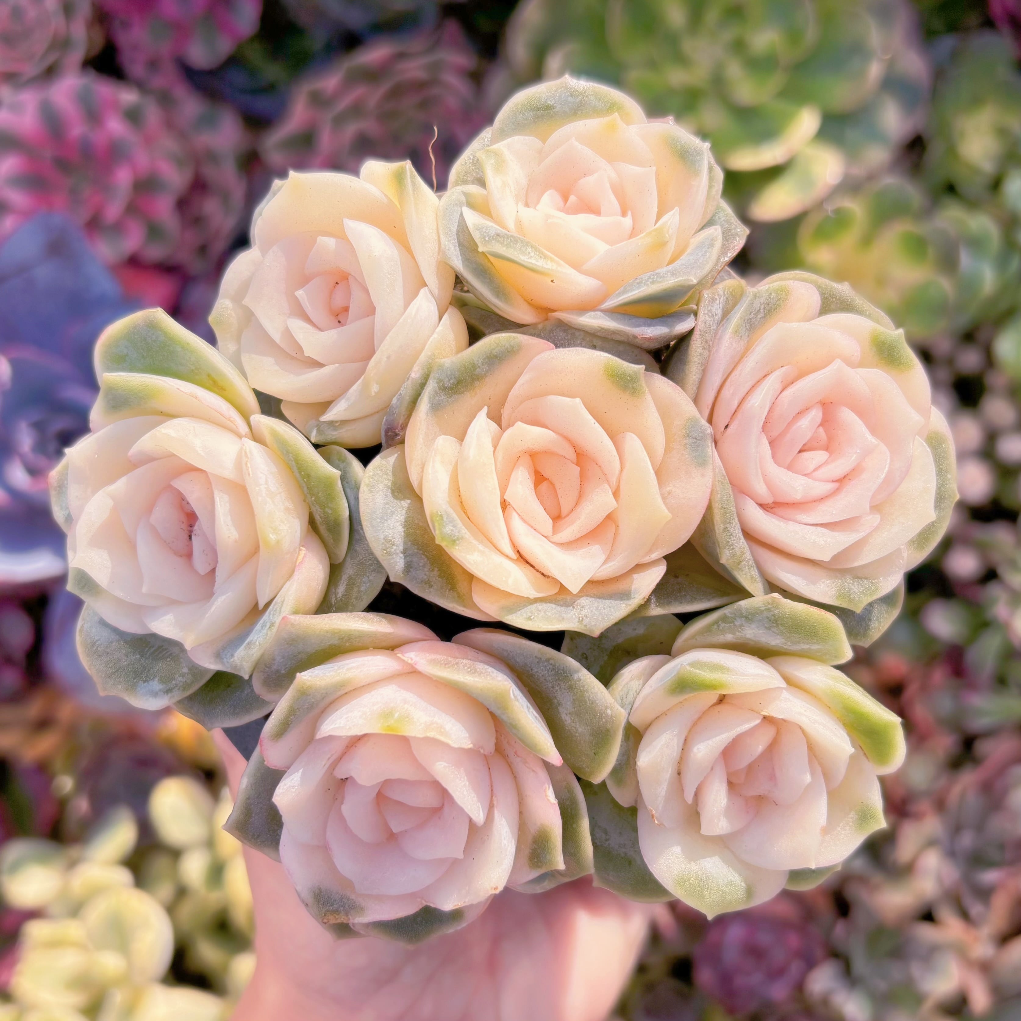 現品　ラブリーローズ錦(7苗)#2218　在庫僅少　るる農園