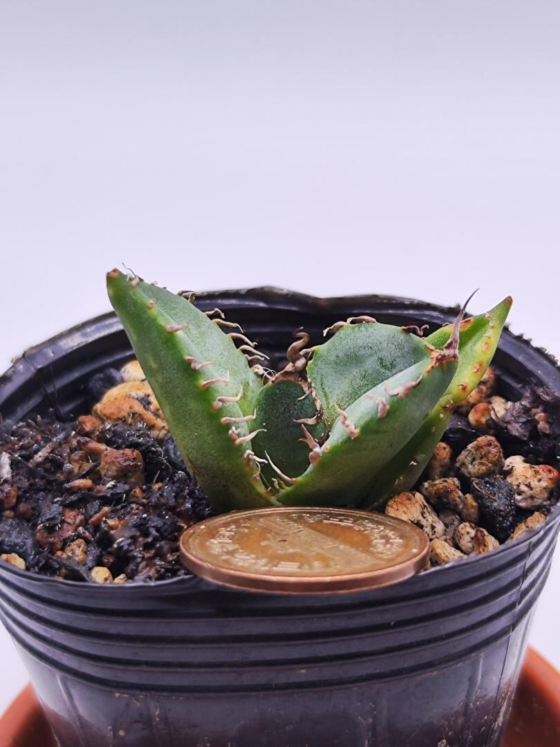 アガベ　チタノタ　コブラ　No.003　鉢、送料込　メルカリ便 アガベ チタノタ コブラ No.003 鉢、送料込 メルカリ便 08 Shangao-006