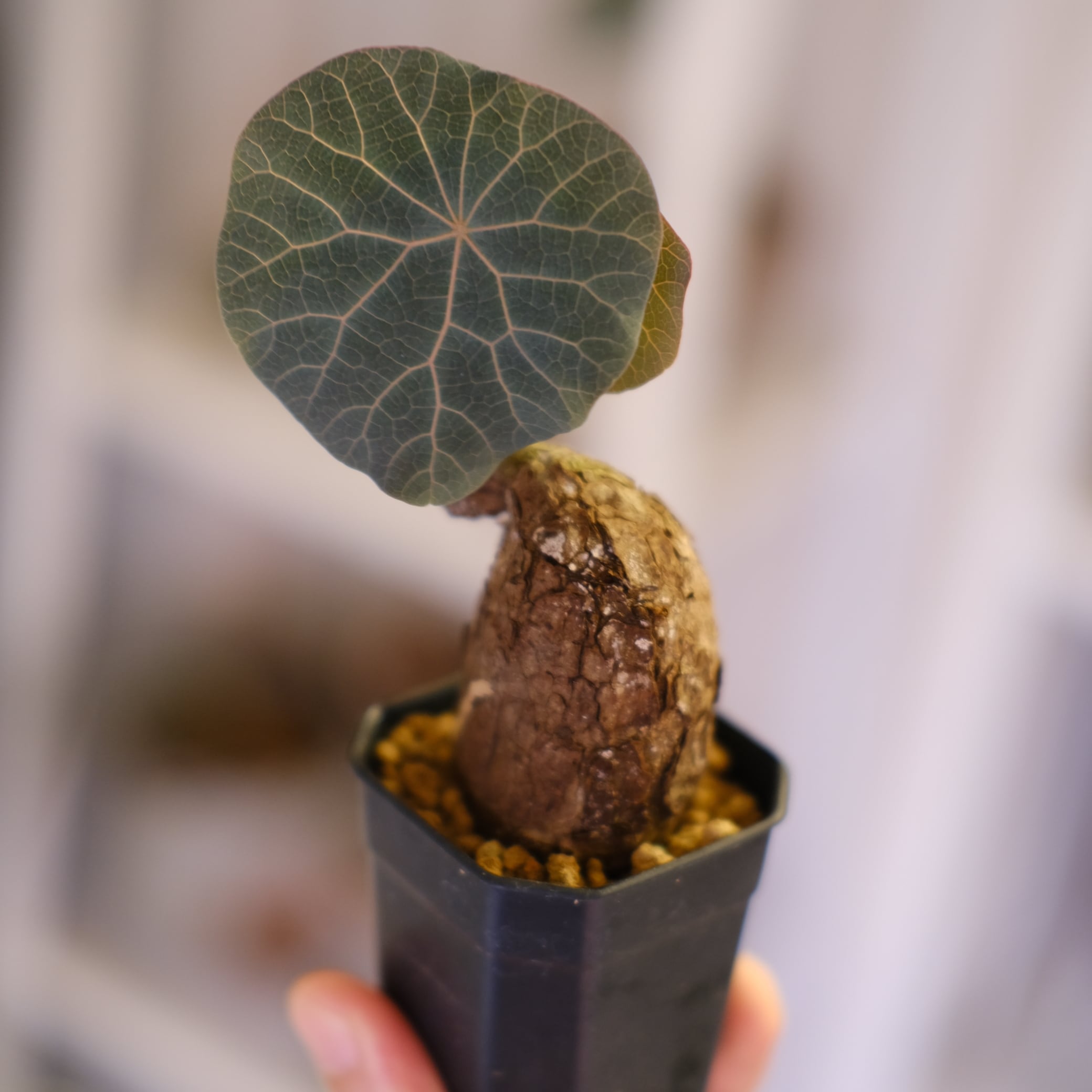 Stephania kaweesakii│ステファニア カウィーサキー⑦│観葉植物