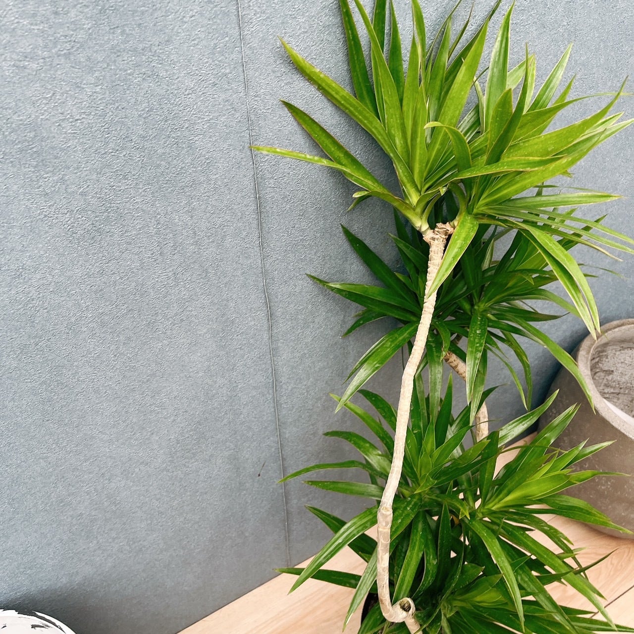 現品］【希少】40番 ドラセナ ナビー 6号 観葉植物 大型 室内 おしゃれ