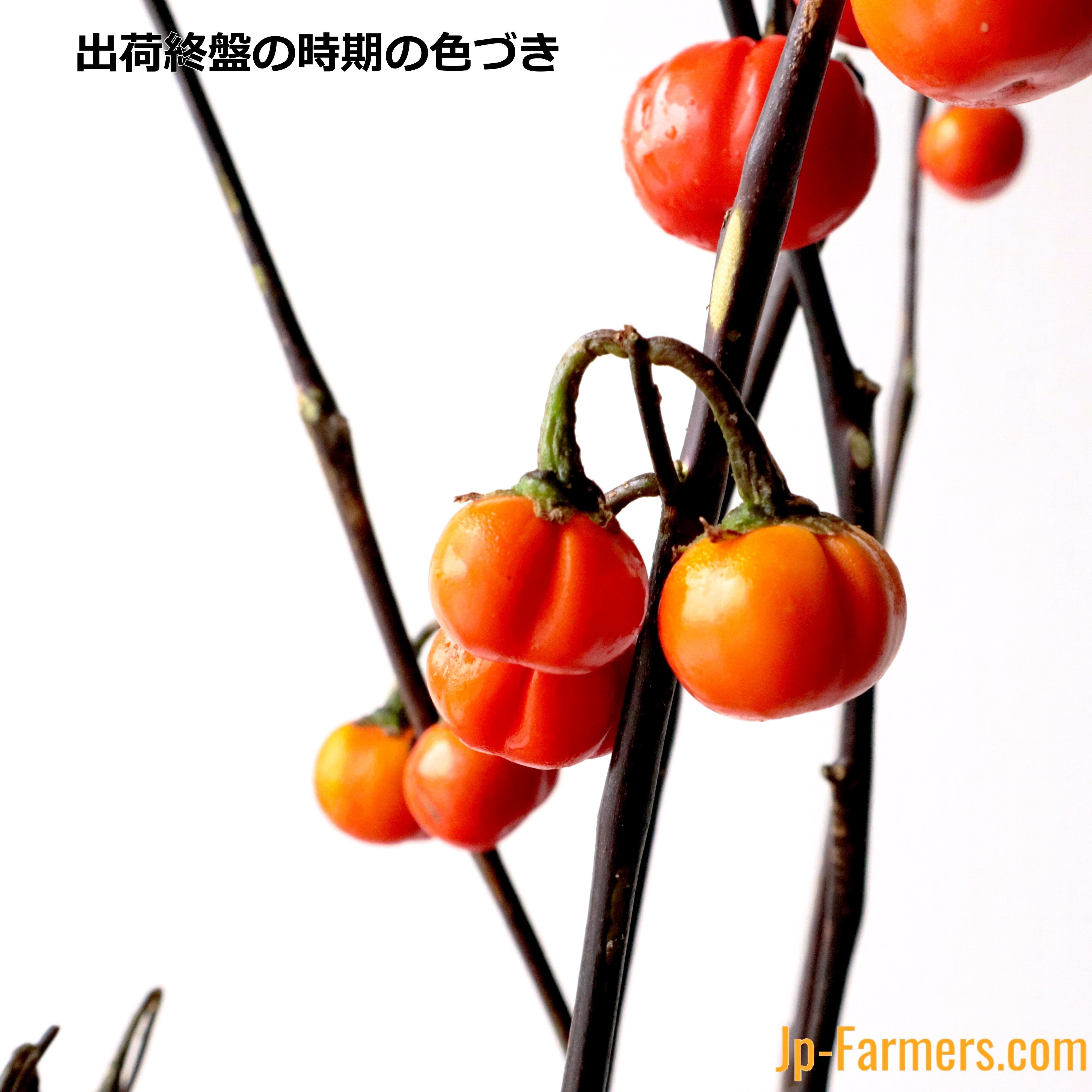 おしゃれかぼちゃ 上伊那農協 ソラナム パンプキン 10本 Jp Farmers Com