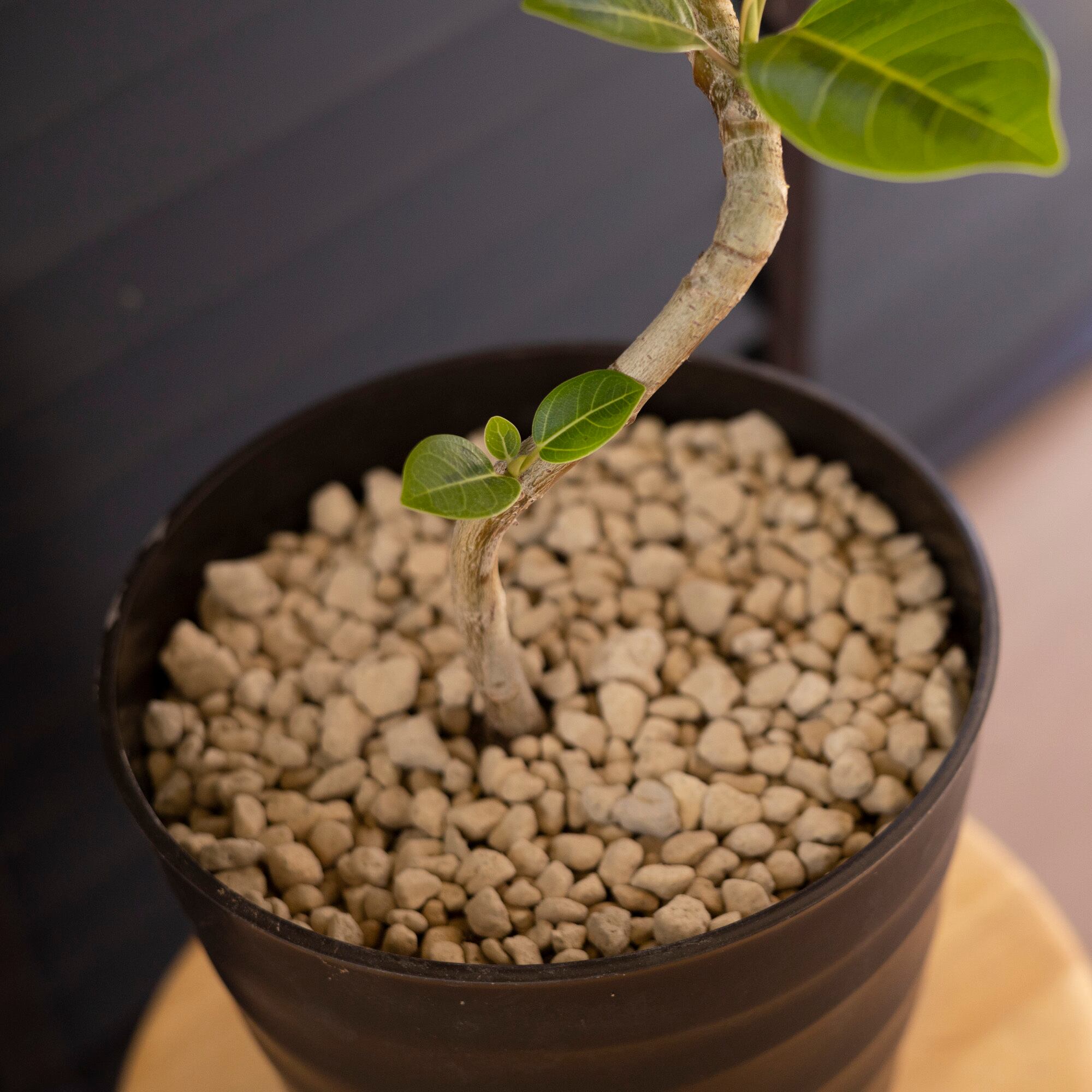 希少 10T ストレリチア ノンリーフ 根上がり 7号 大型 ユンケア