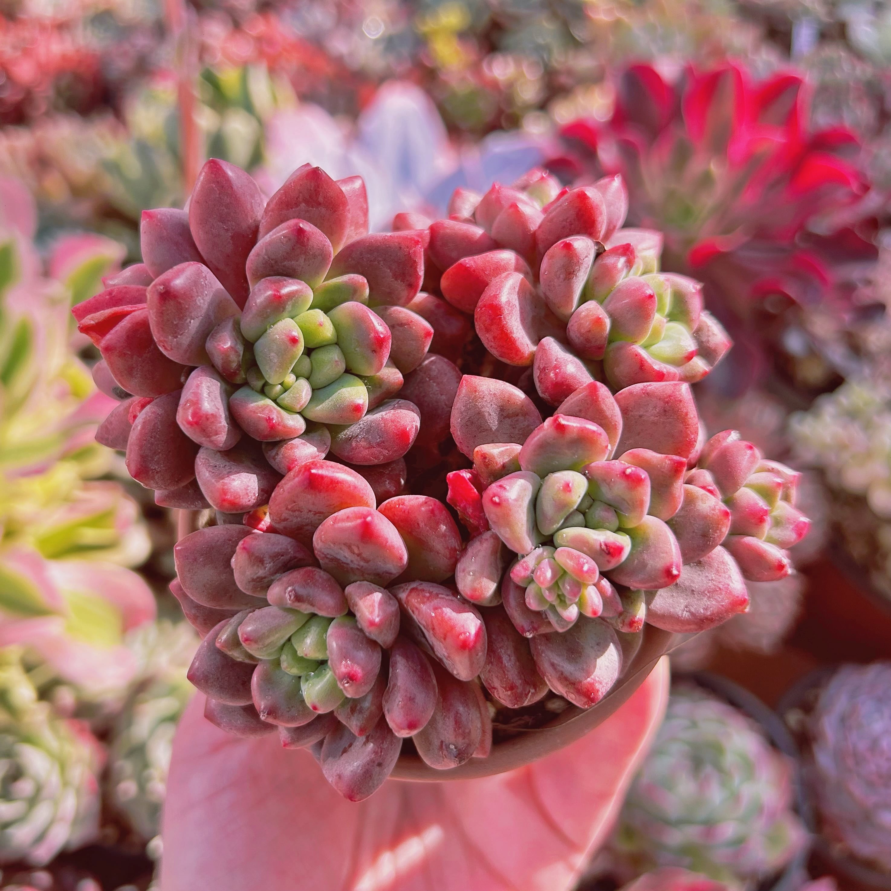 #753現物　多肉植物　シャネルレッド   特大