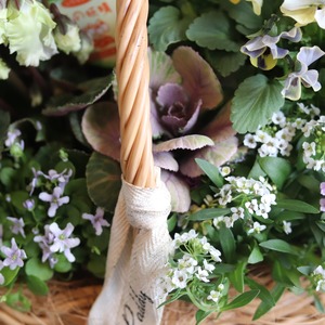 冬から春に楽しむ寄せ植え　シクラメン森の妖精とNorthIslandビオラのシックカラーのハボタンのバスケットの寄せ植え　お正月にオススメ　届いてすぐ玄関に飾れる 　プレゼントにもオススメ　